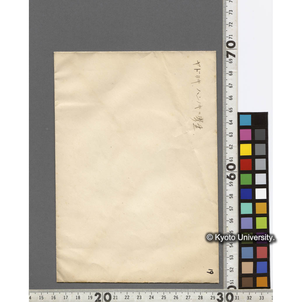 ハンノキに寄生したヤドリギ (2)