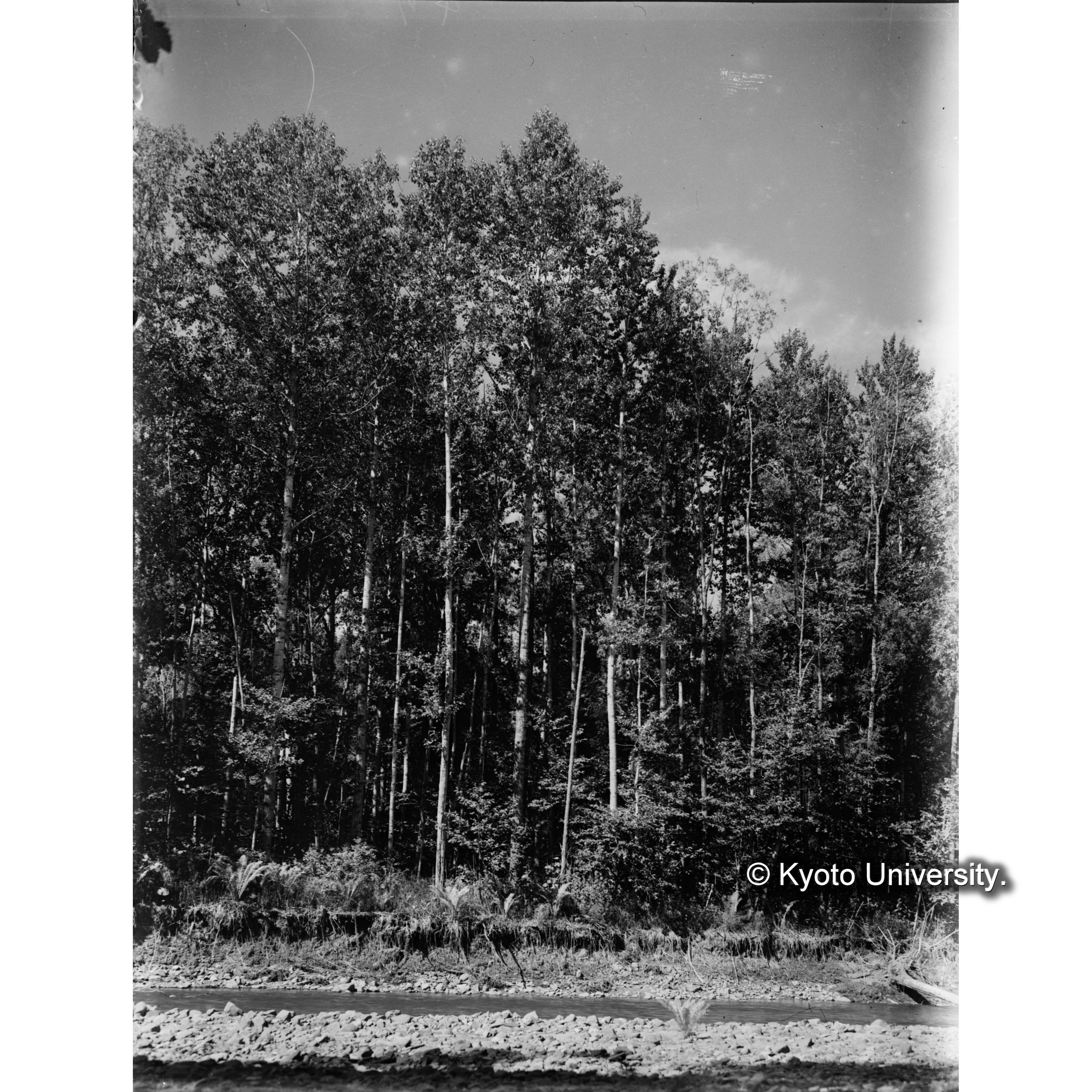 ＜ガラス乾板K-05＞ (1)