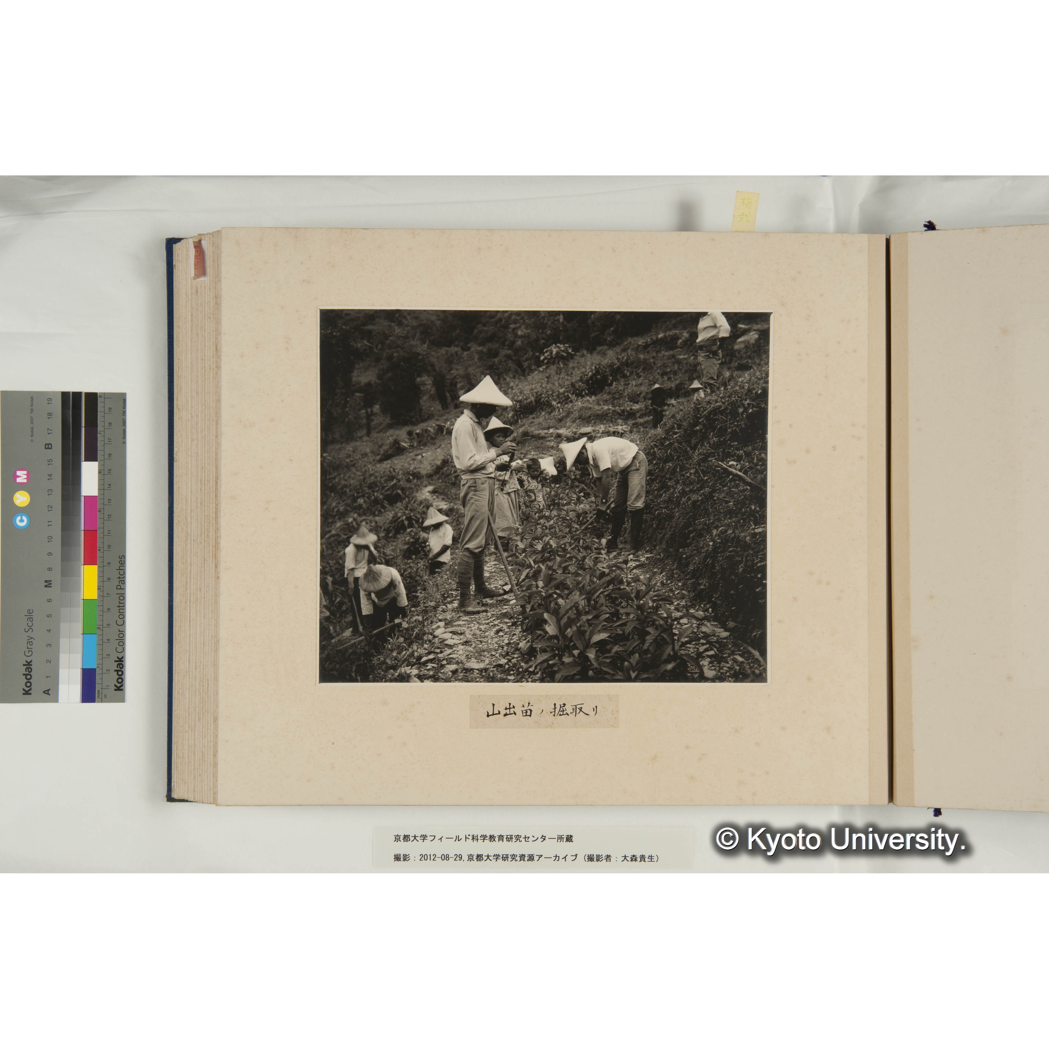 山出苗の掘取り (1)