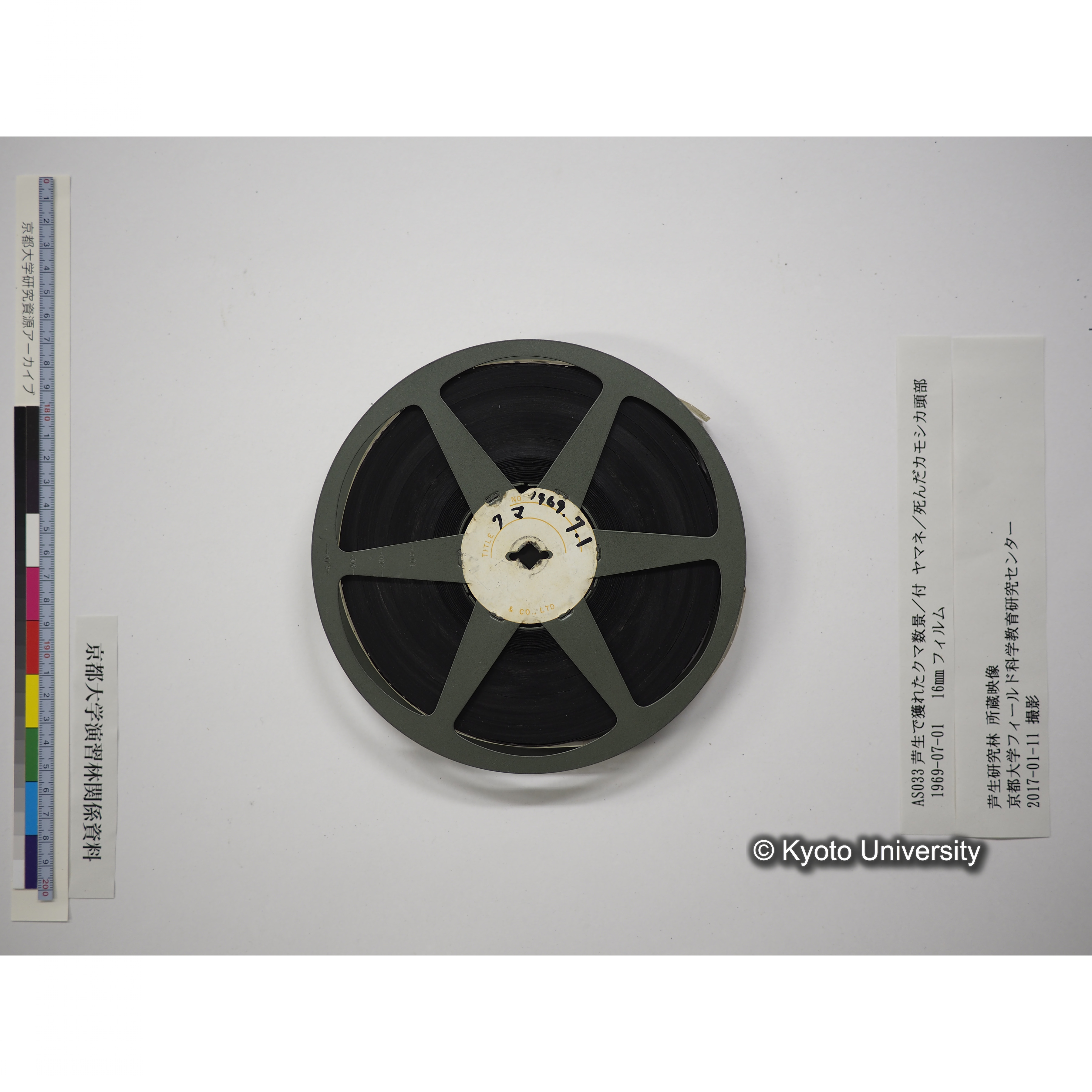 芦生で獲れたクマ数景／付 ヤマネ／死んだカモシカ頭部 1969.07.01 (18)