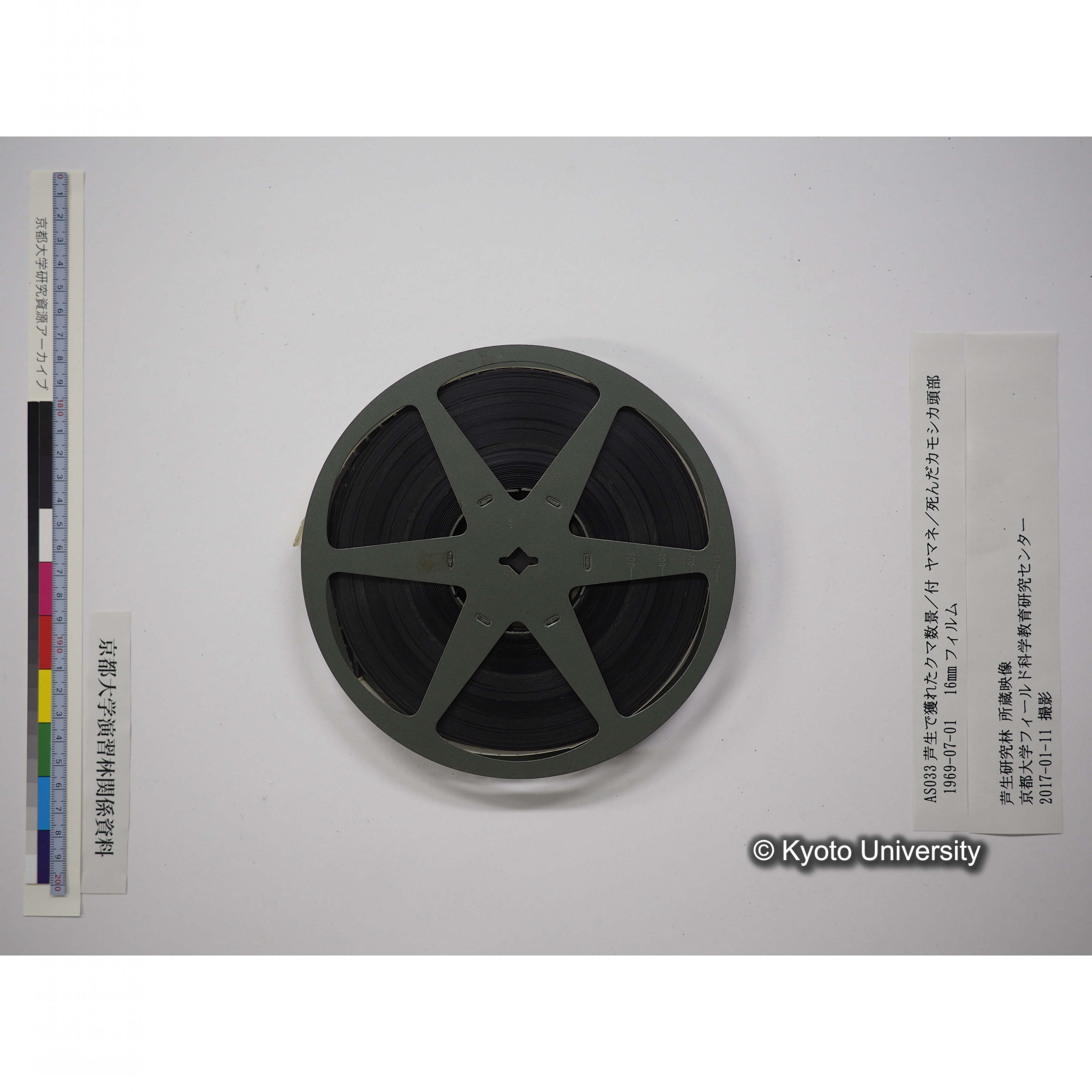 芦生で獲れたクマ数景／付 ヤマネ／死んだカモシカ頭部 1969.07.01 (20)