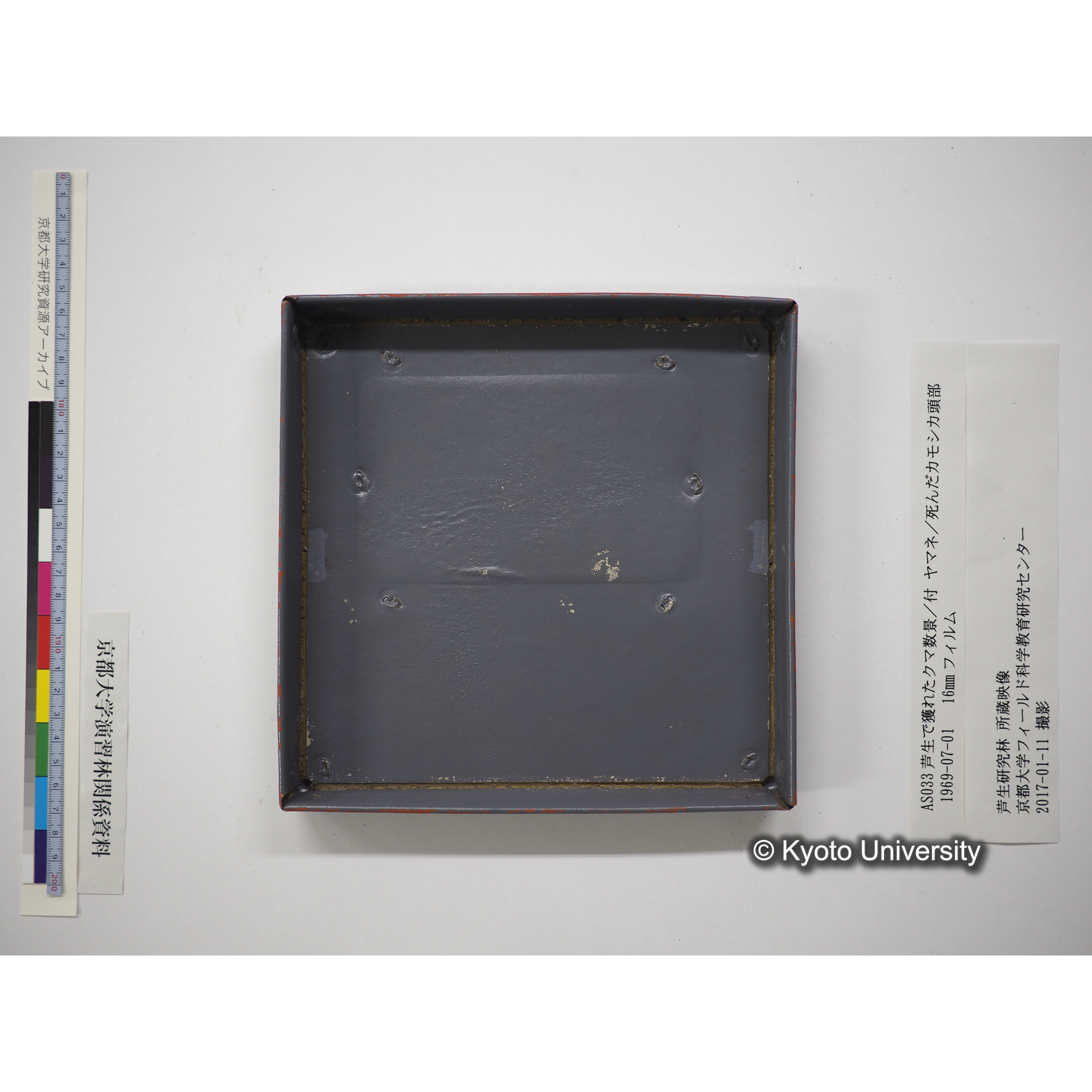 芦生で獲れたクマ数景／付 ヤマネ／死んだカモシカ頭部 1969.07.01 (21)