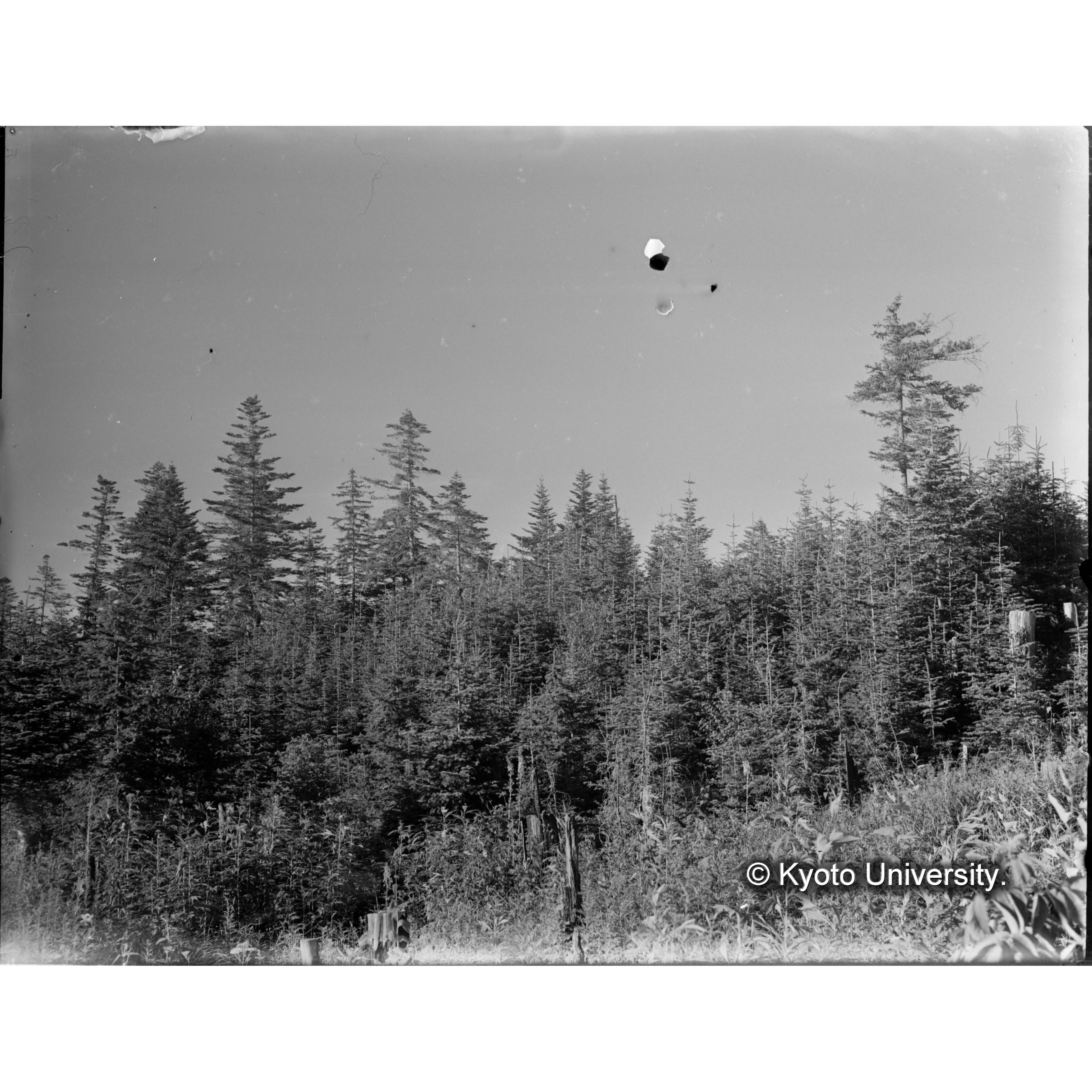 楠山の大正6年度更新地 (1)