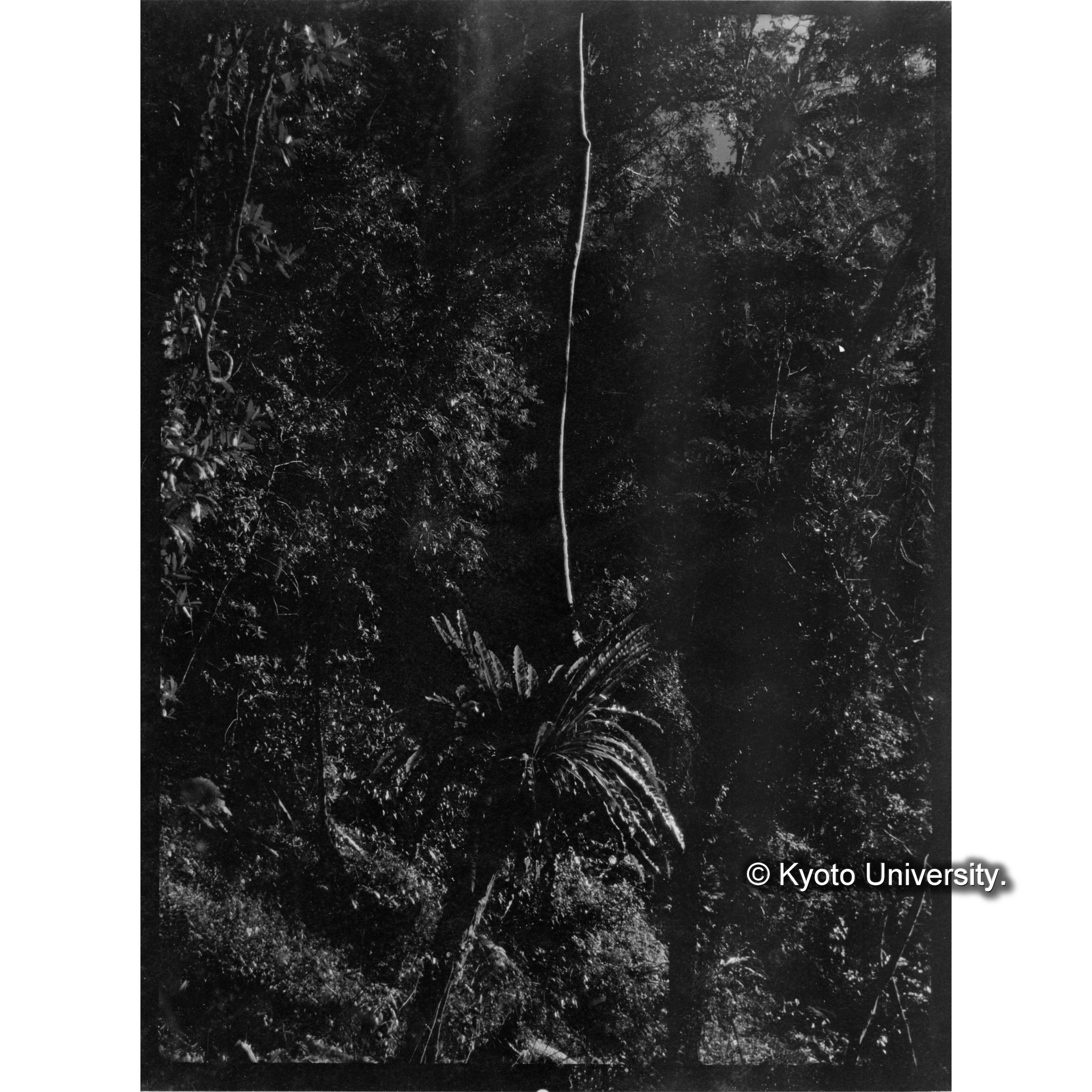 オオタニワタリ (1)