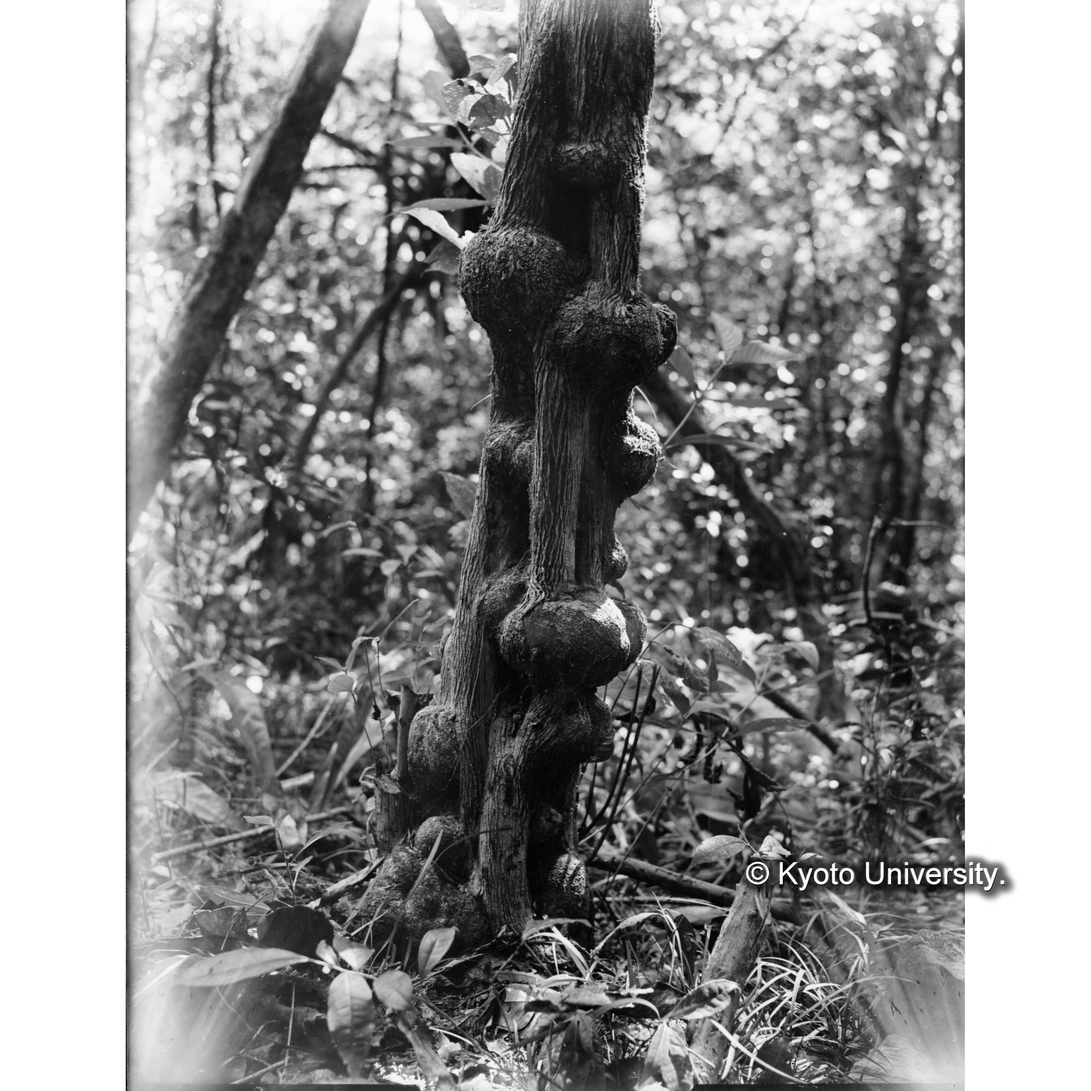 池鯉鮒駐在所ニテ　ケアカミヅキ（□）の樹皮 (1)