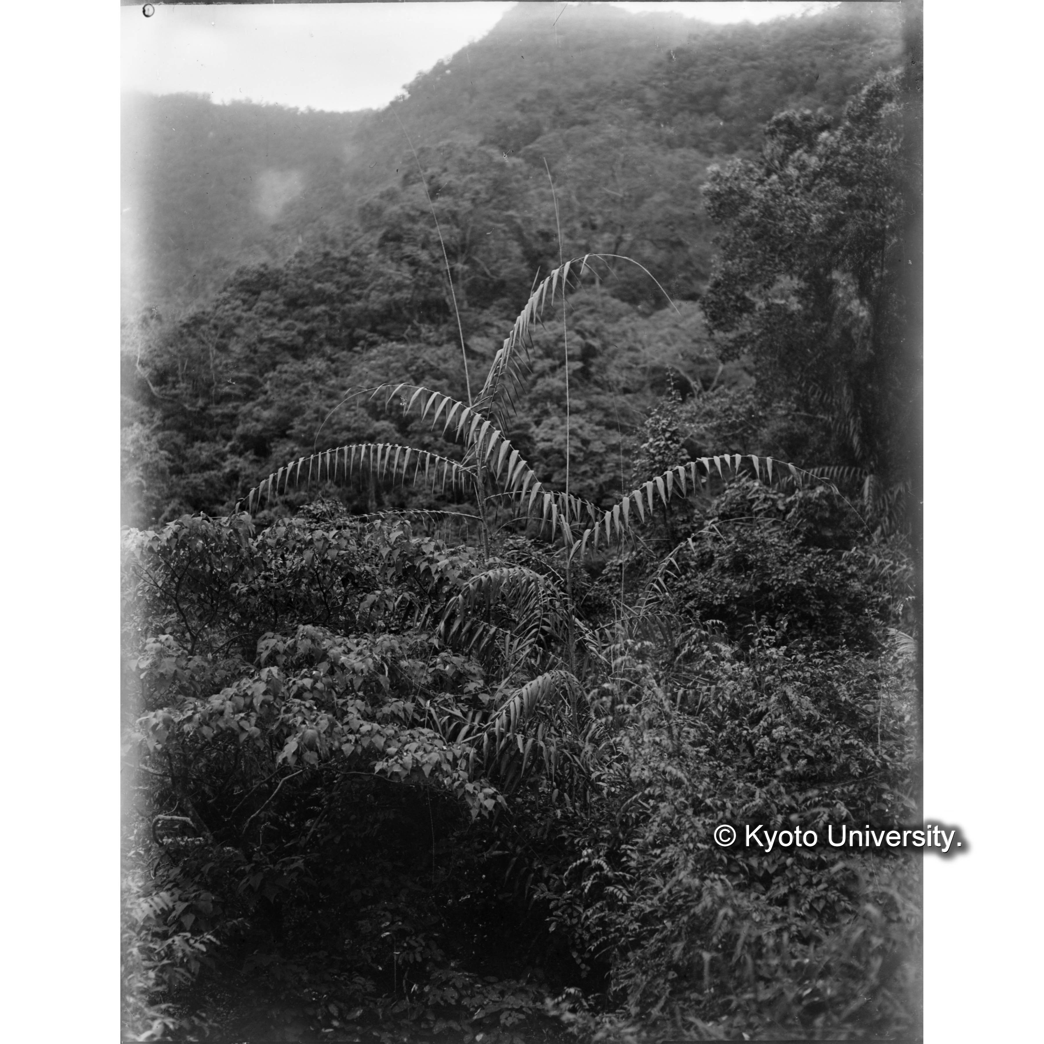 扇平上における黄藤 (1)