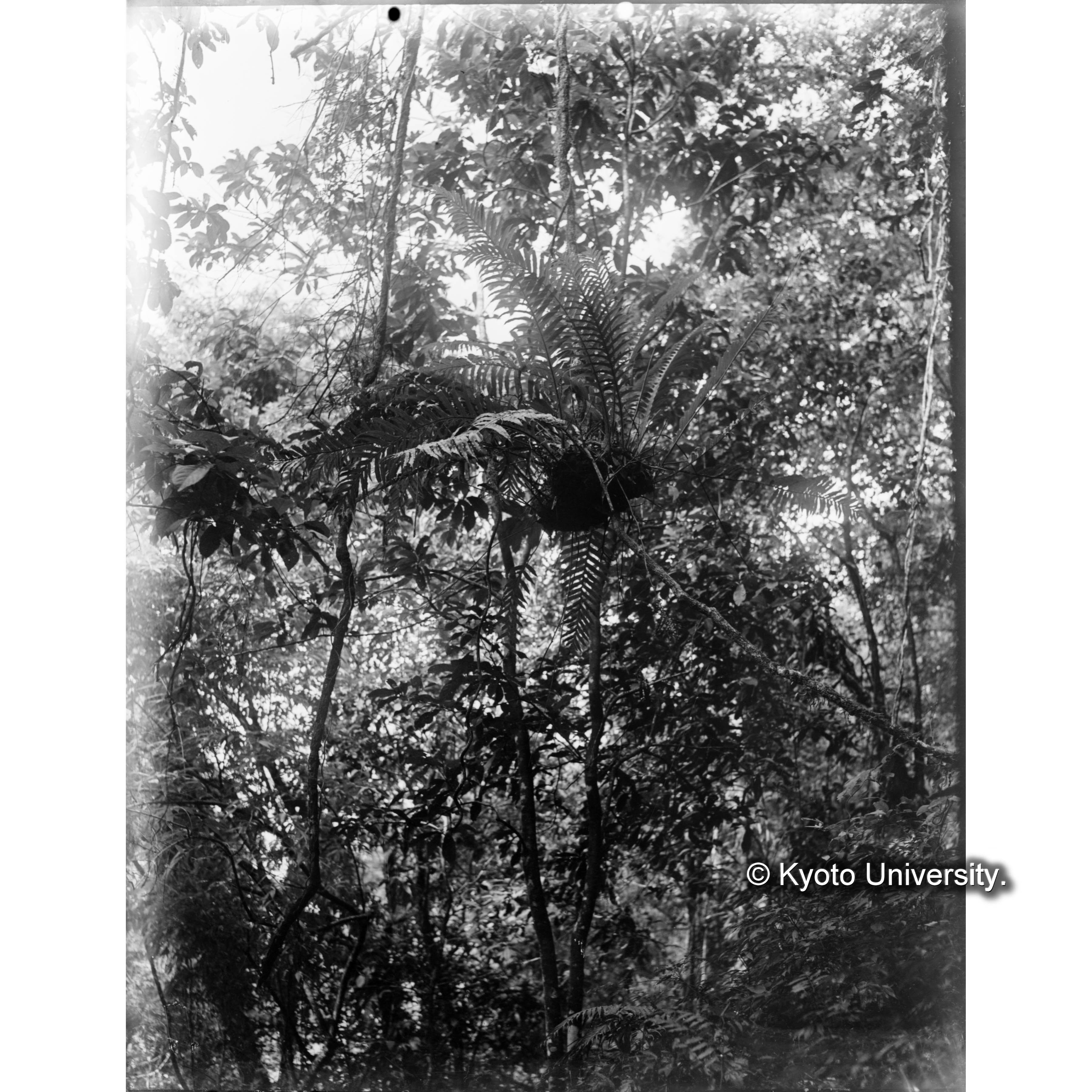 扇平　ナガミカヅラノ群生 (1)