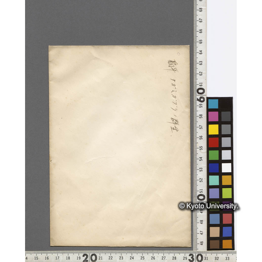 扇平　ナガミカヅラノ群生 (2)