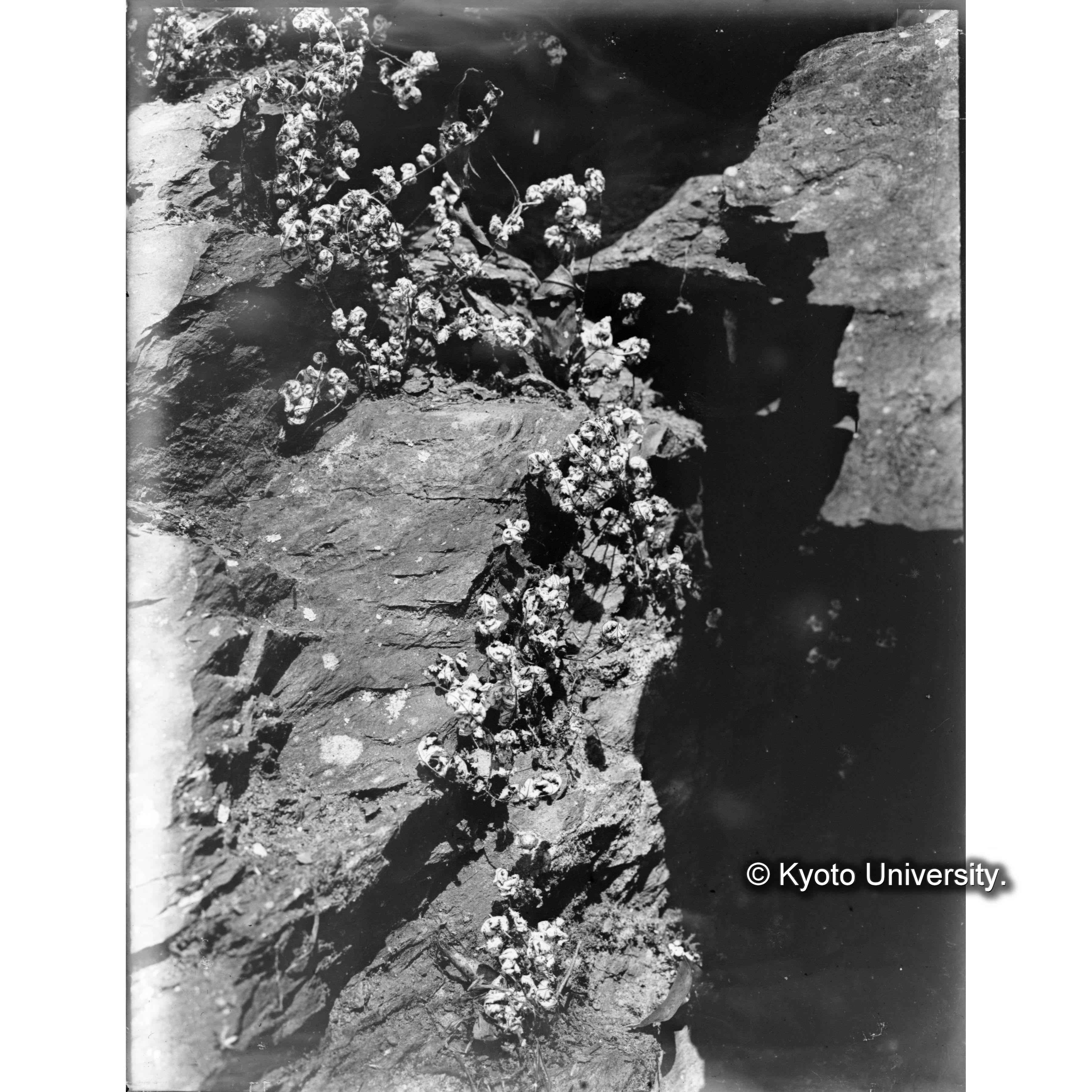 渓南山付近の乾燥したコナシタ (1)