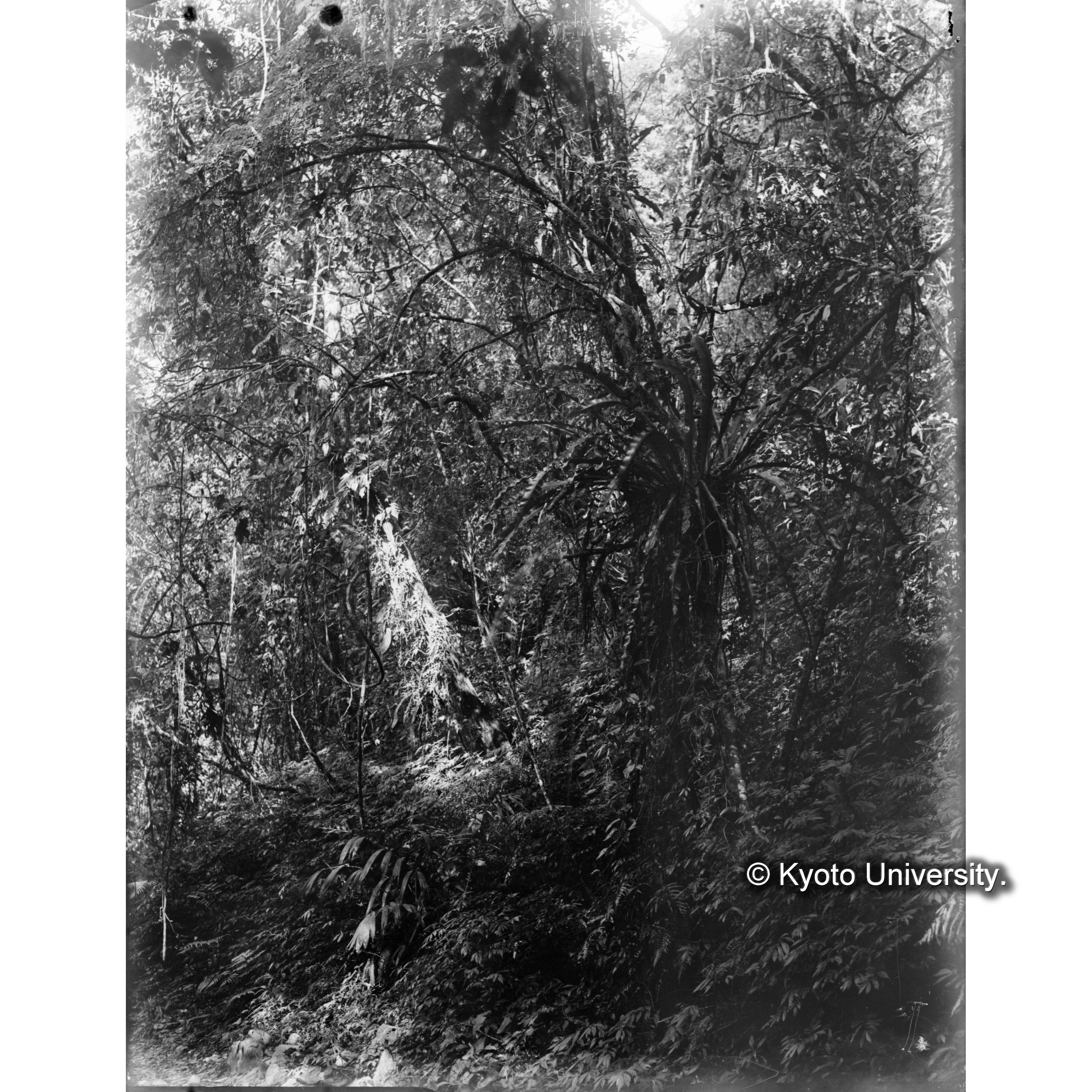 扇平のオオタニワタリ (1)