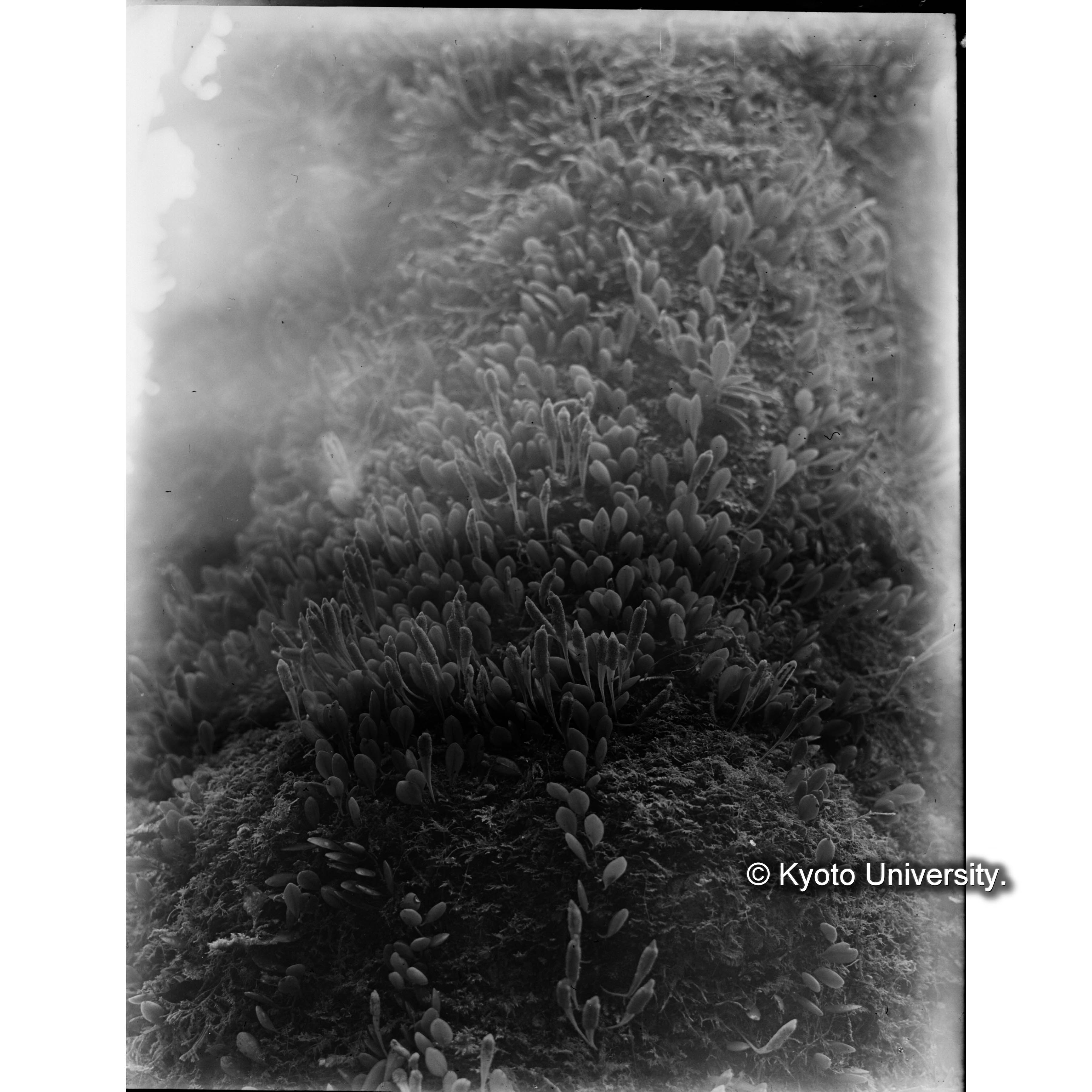 マメヅタの胞子葉 (1)