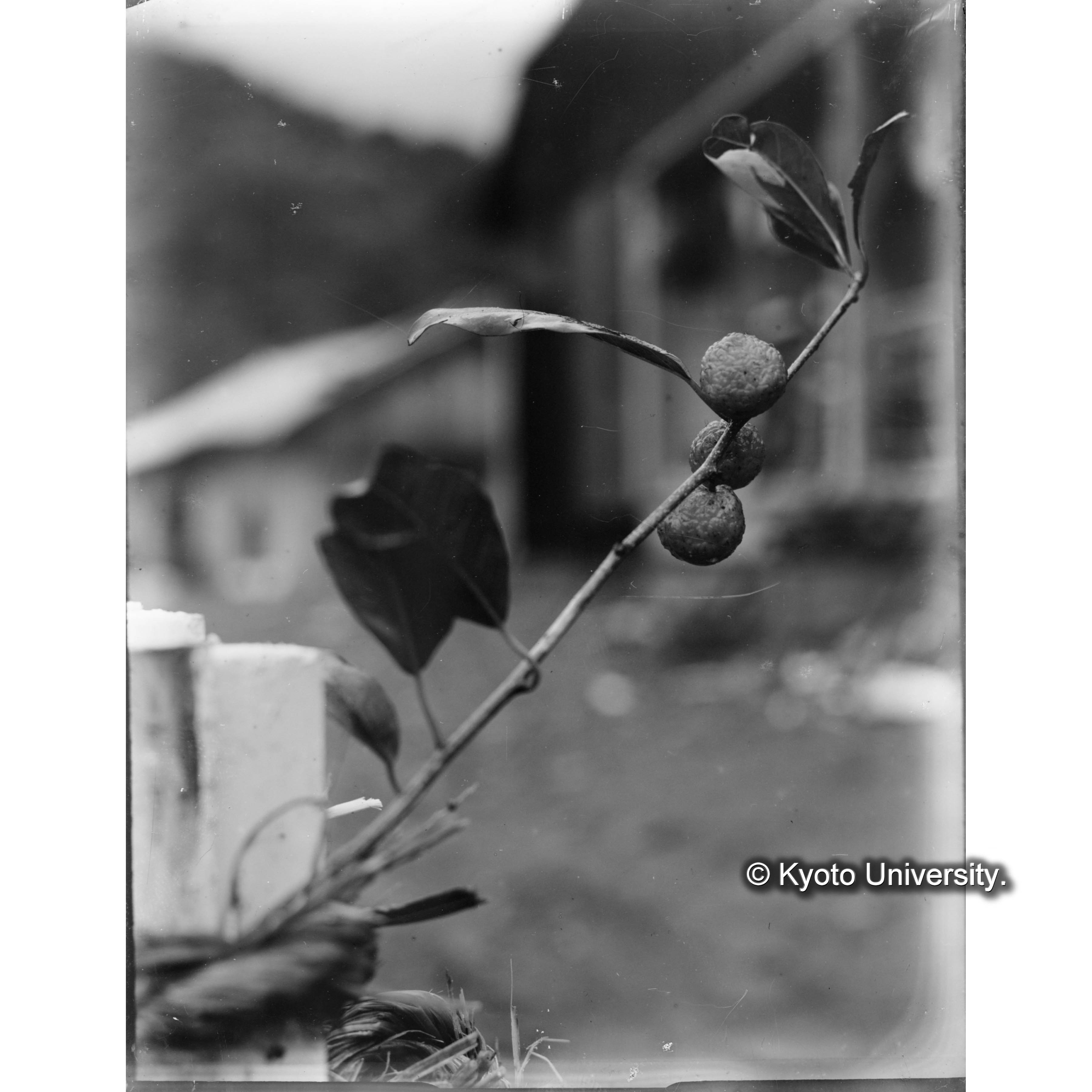 三合におけるカガツガユ実 (1)