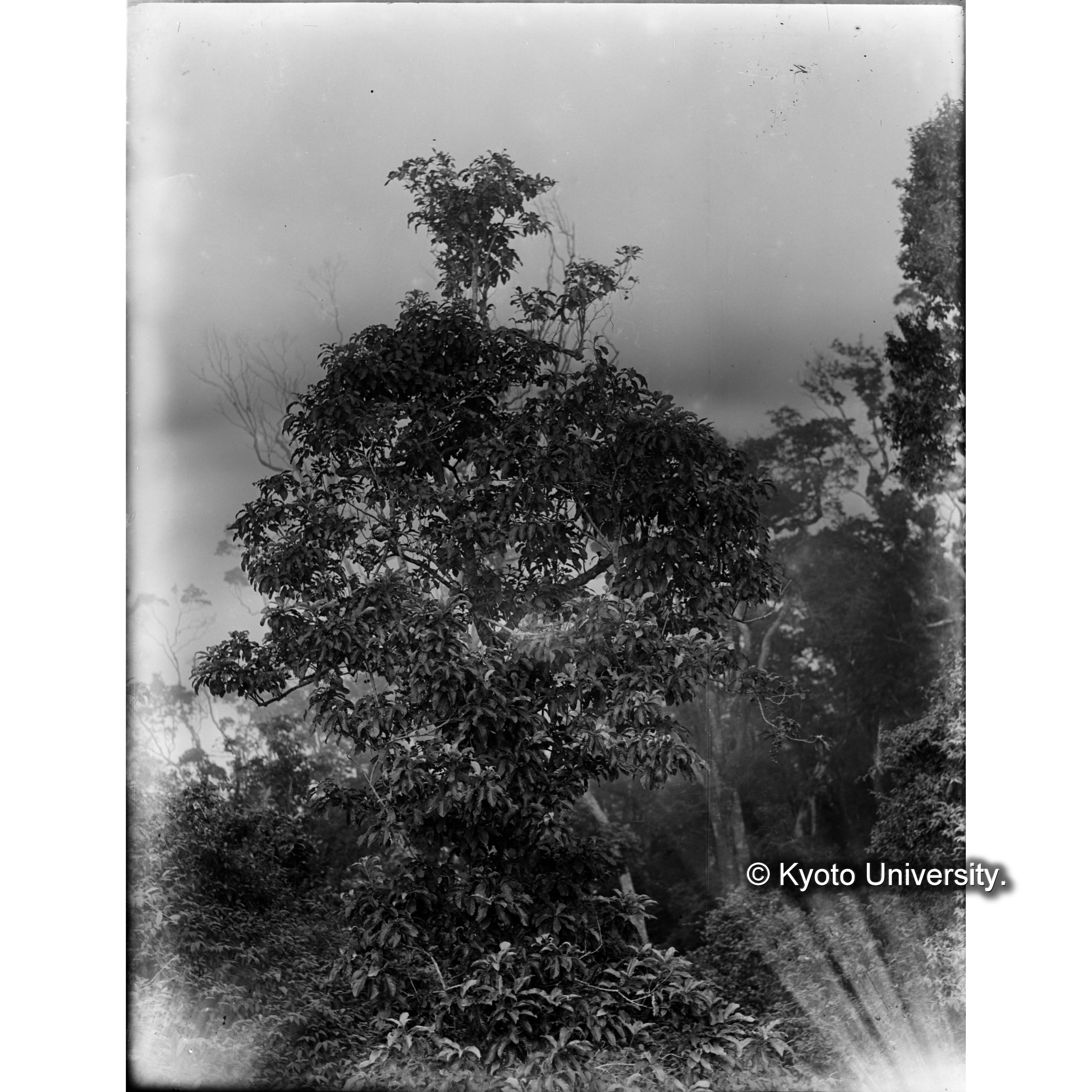 タイワンヤマモガシ (1)