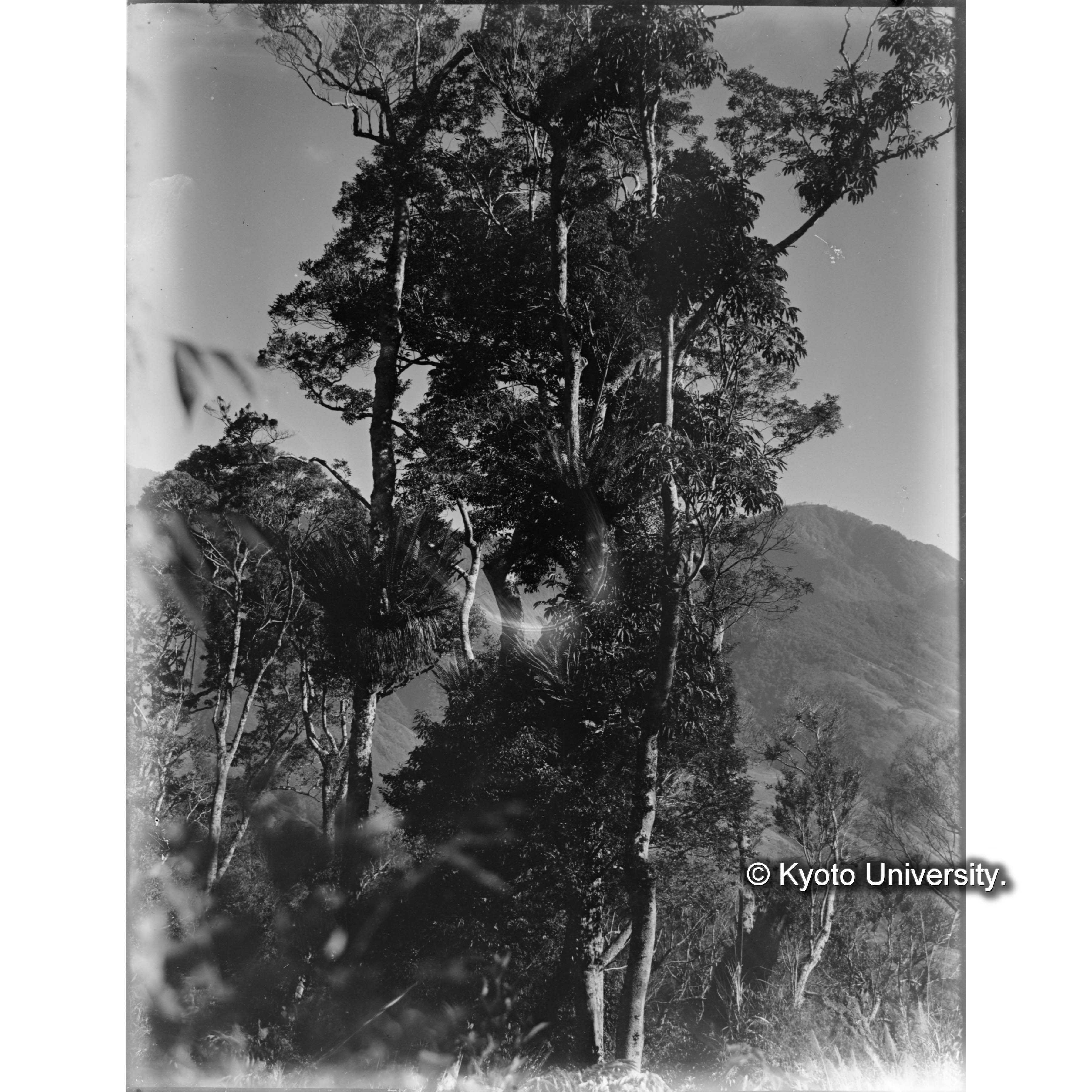 見附駐在所北方におけるカザリシダ (1)