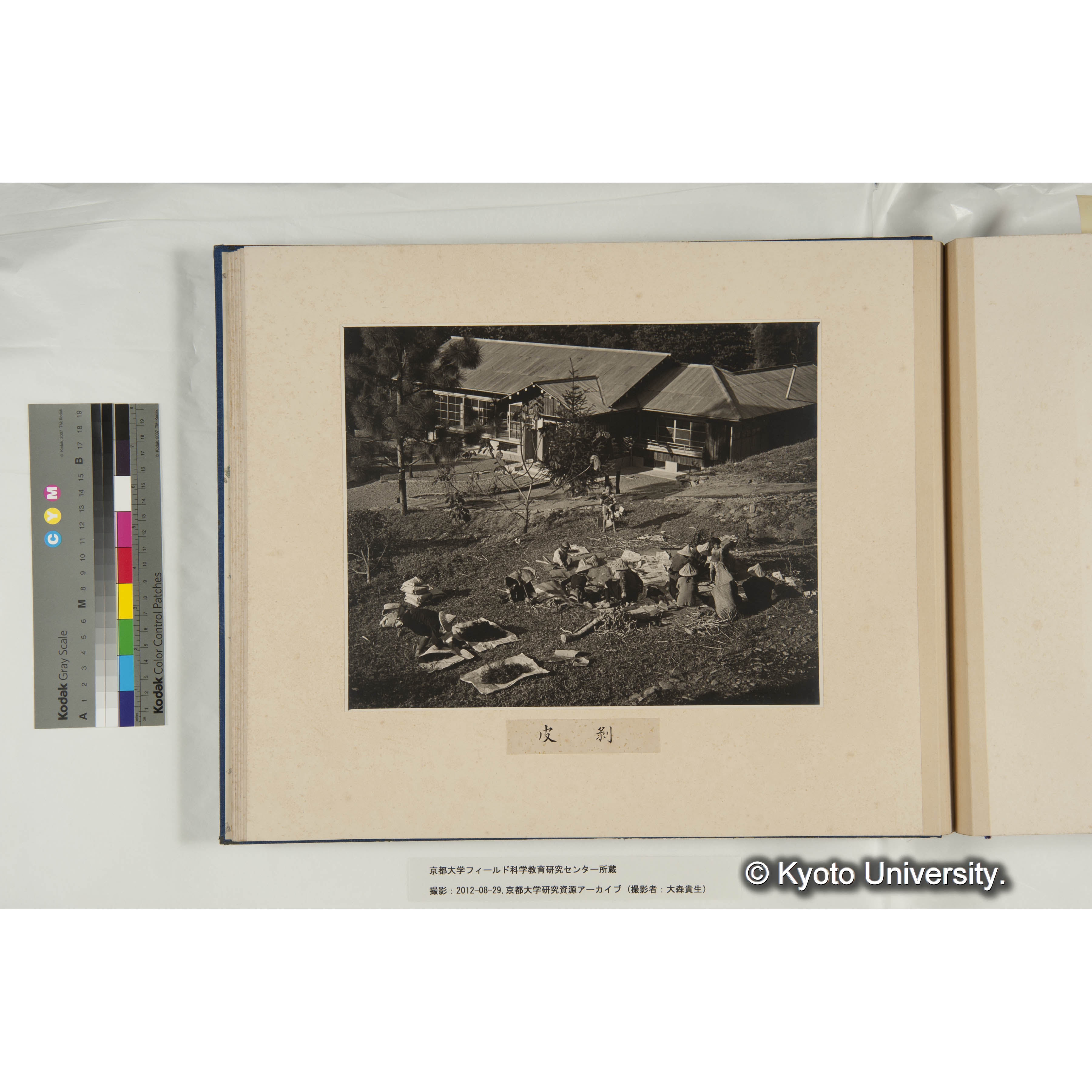 規那の皮剥作業 (1)