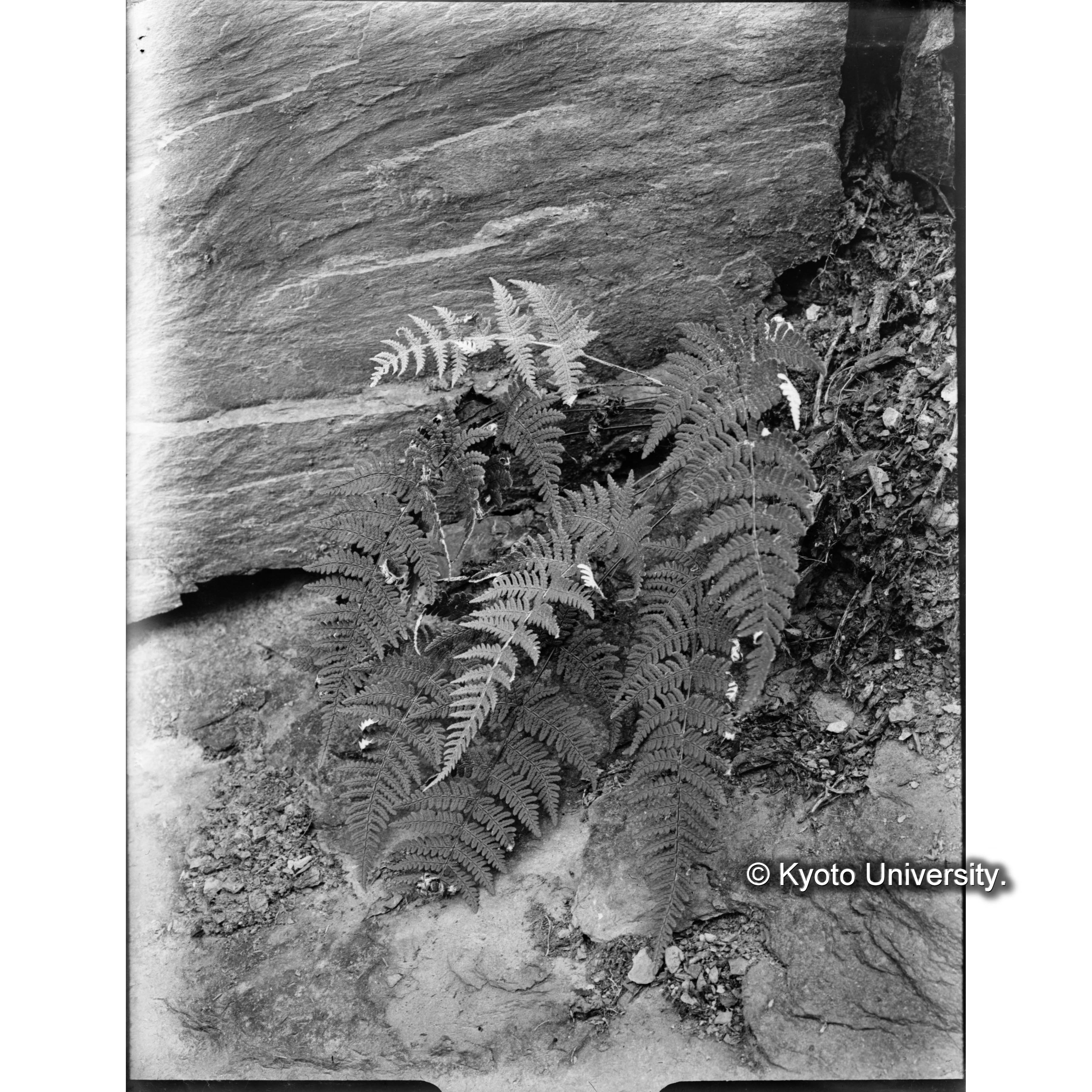 渓南山駐在所における コナシダ Chilanthus Ap. (1)