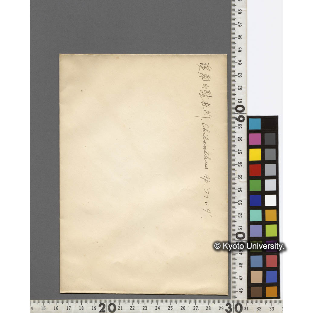 渓南山駐在所における コナシダ Chilanthus Ap. (2)