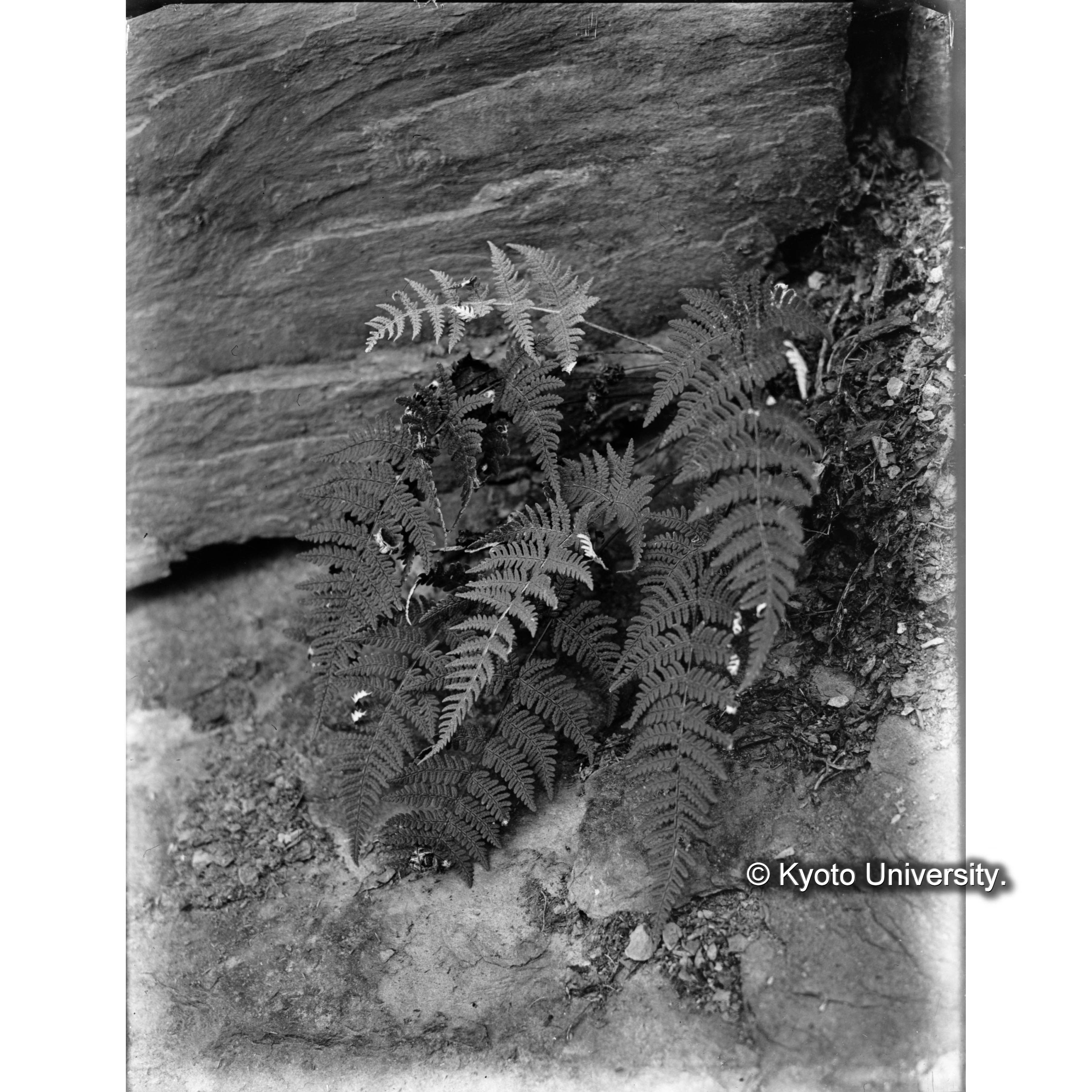 渓南山駐在所のChilanthus sp.コナシダ (1)