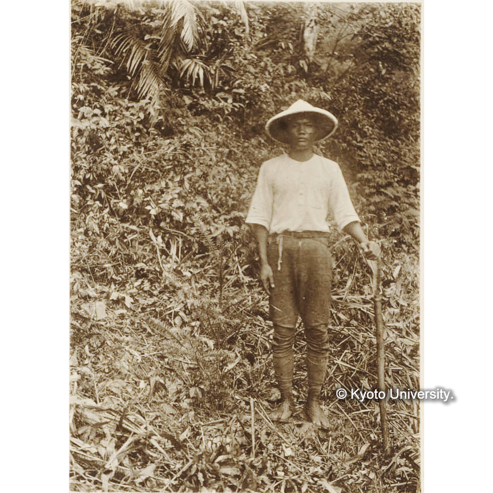 ランダイスギ (1)