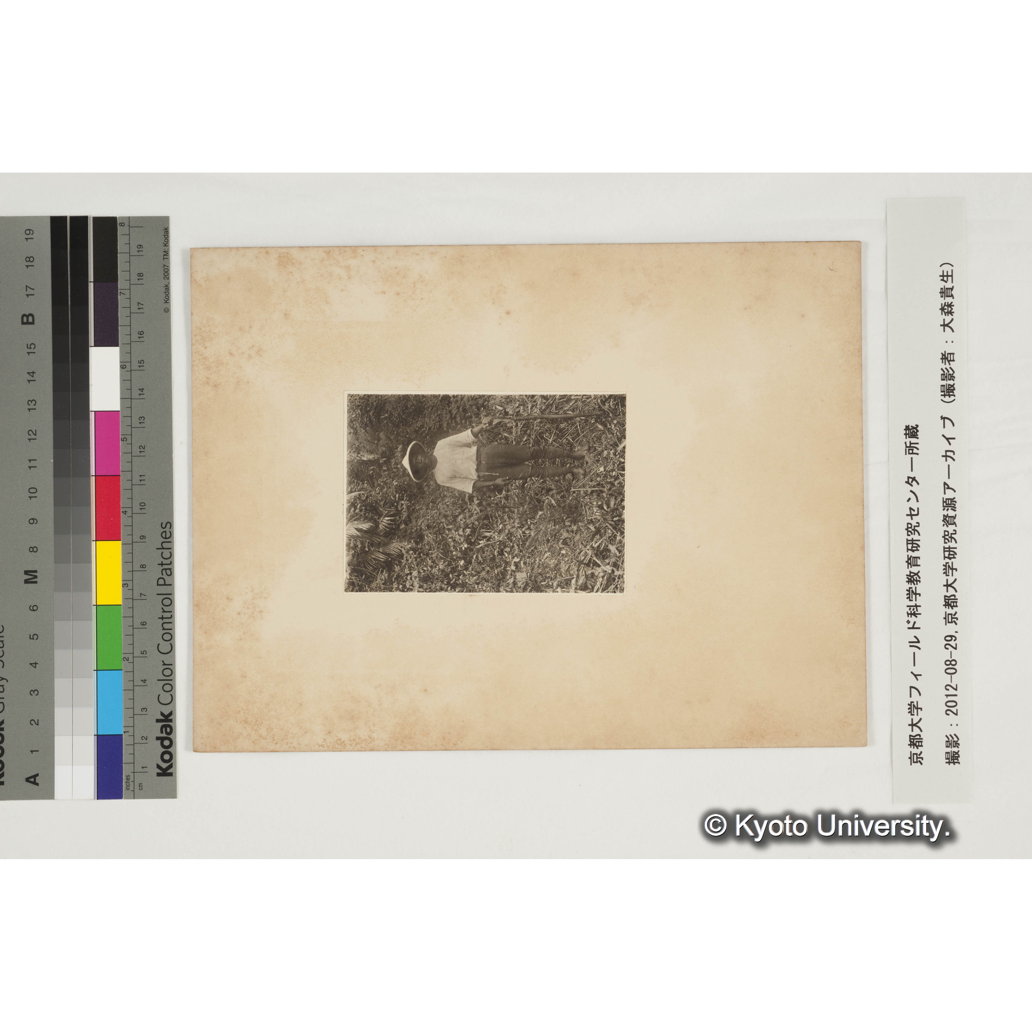 ランダイスギ (2)