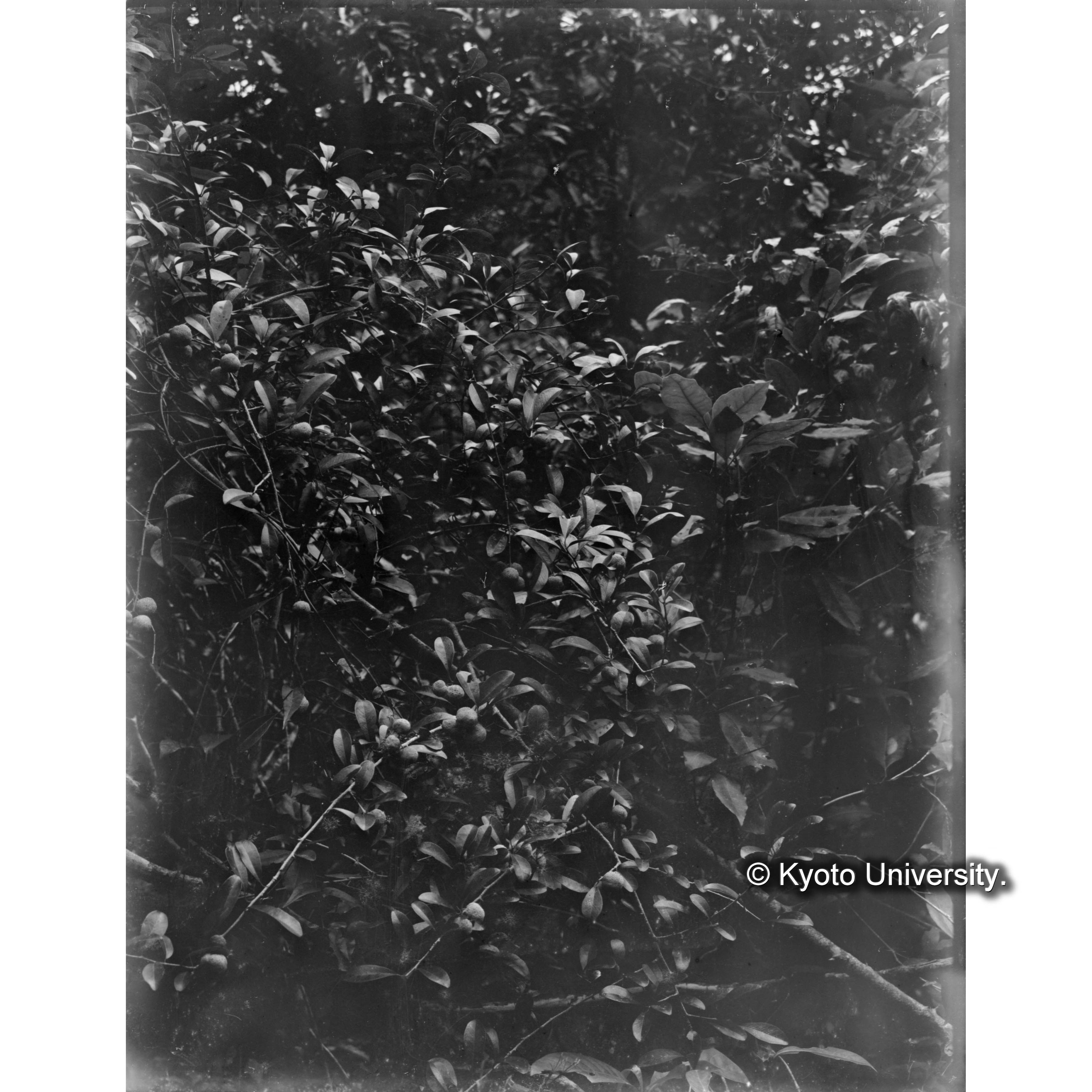 三合におけるカガツガユ実 (1)