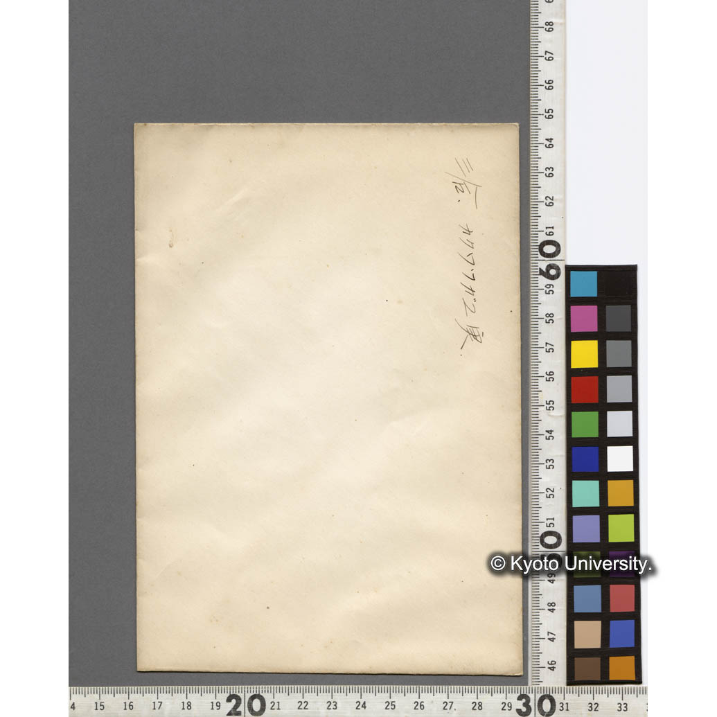 三合におけるカガツガユ実 (2)