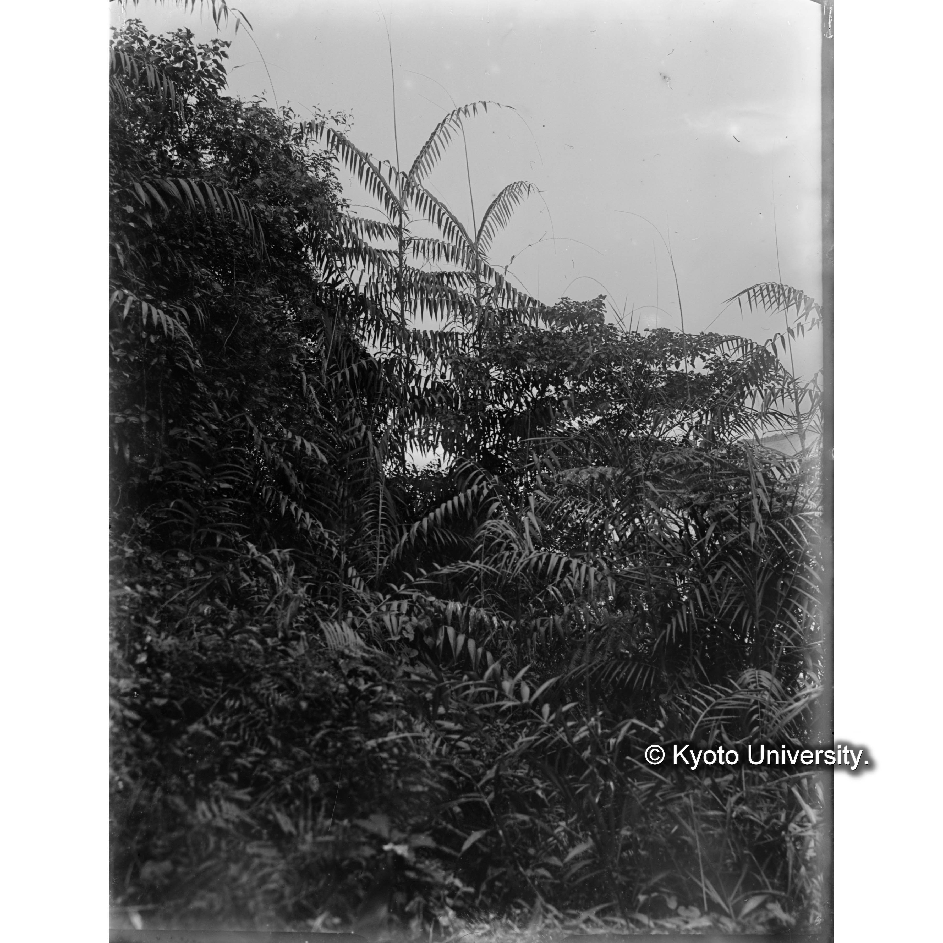 三合渓における黄藤 (1)