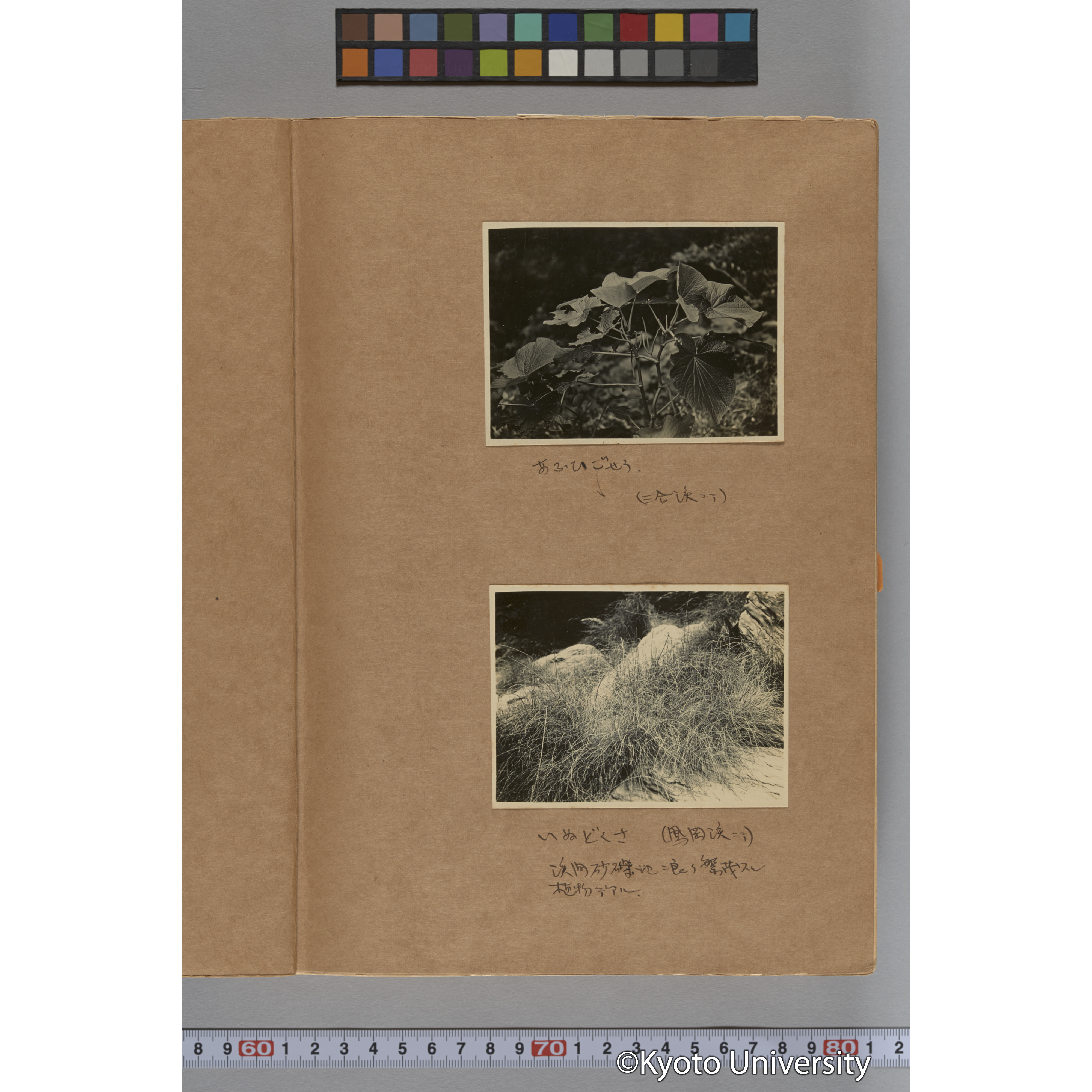 台湾演習林植物調査報告. 第一予報. 1931 植物調査班 (5)