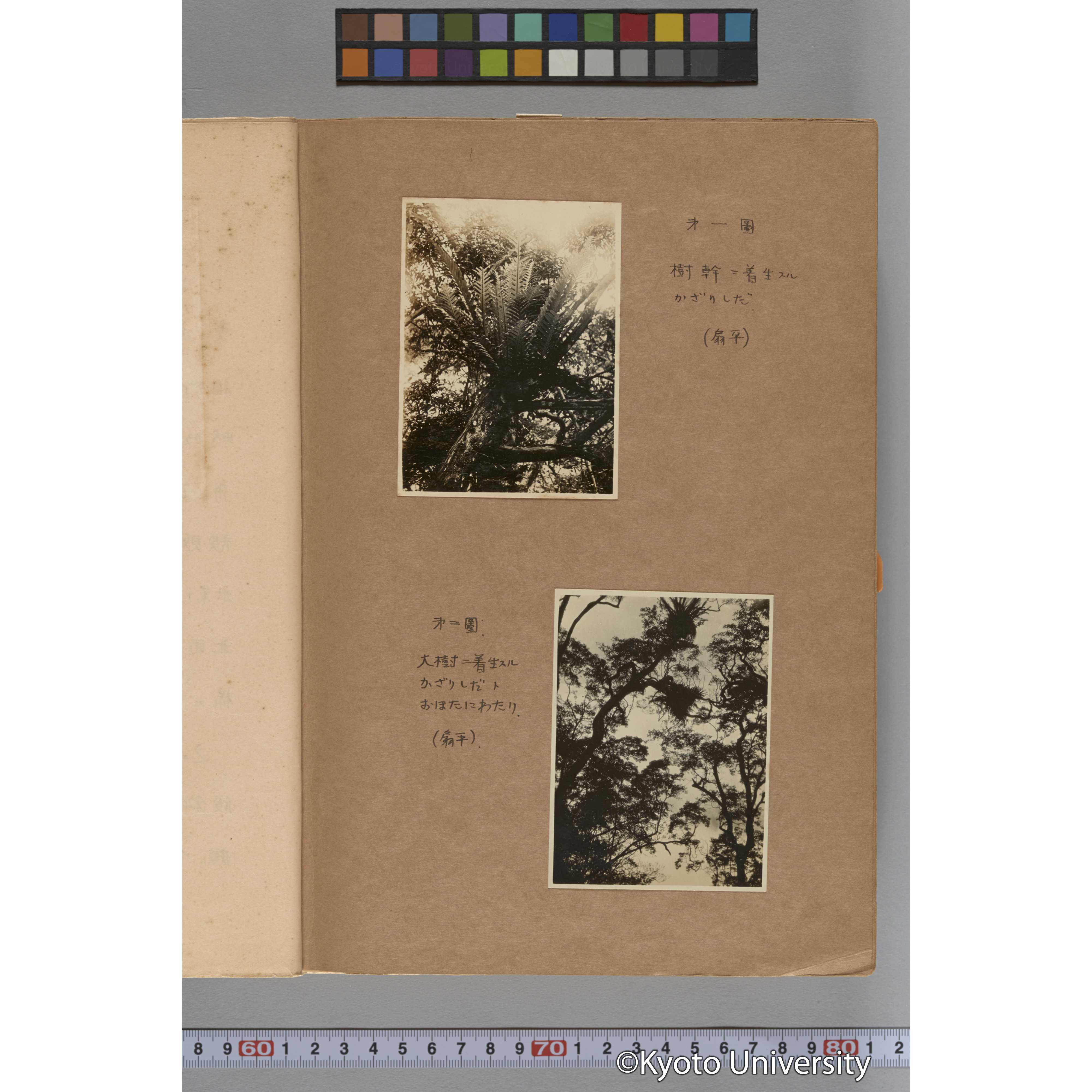 台湾演習林植物調査報告. 第一予報. 1931 植物調査班 (11)