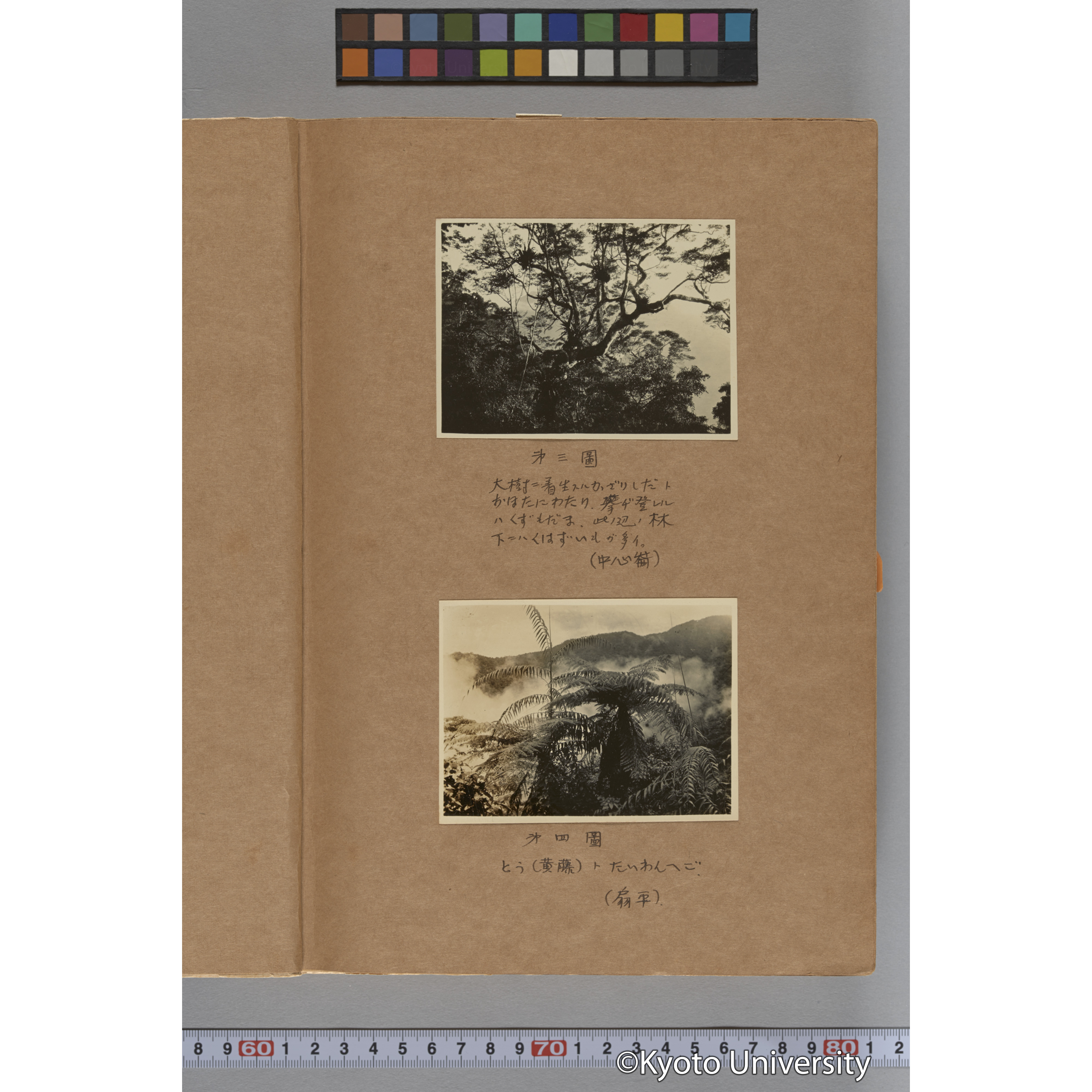 台湾演習林植物調査報告. 第一予報. 1931 植物調査班 (12)