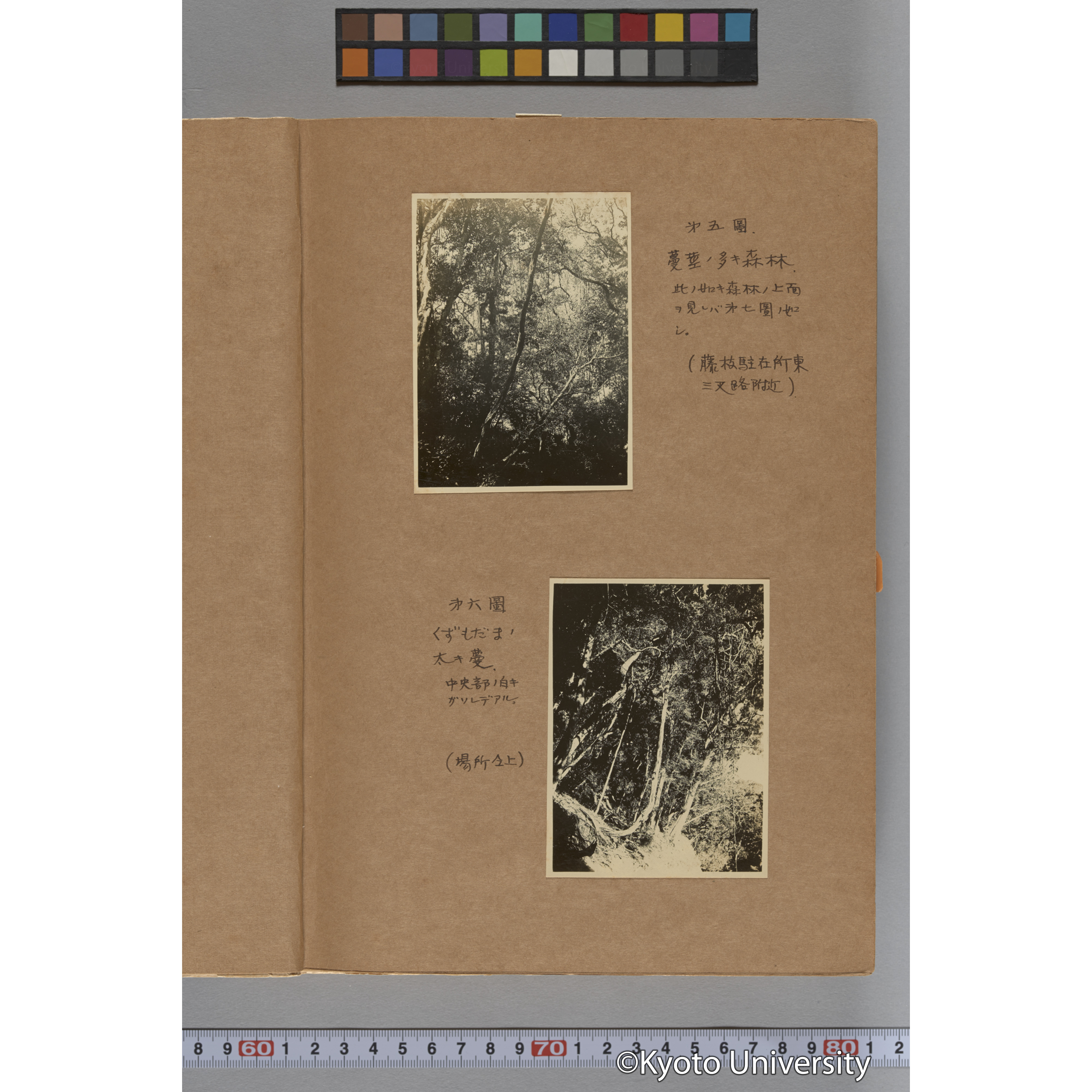 台湾演習林植物調査報告. 第一予報. 1931 植物調査班 (13)