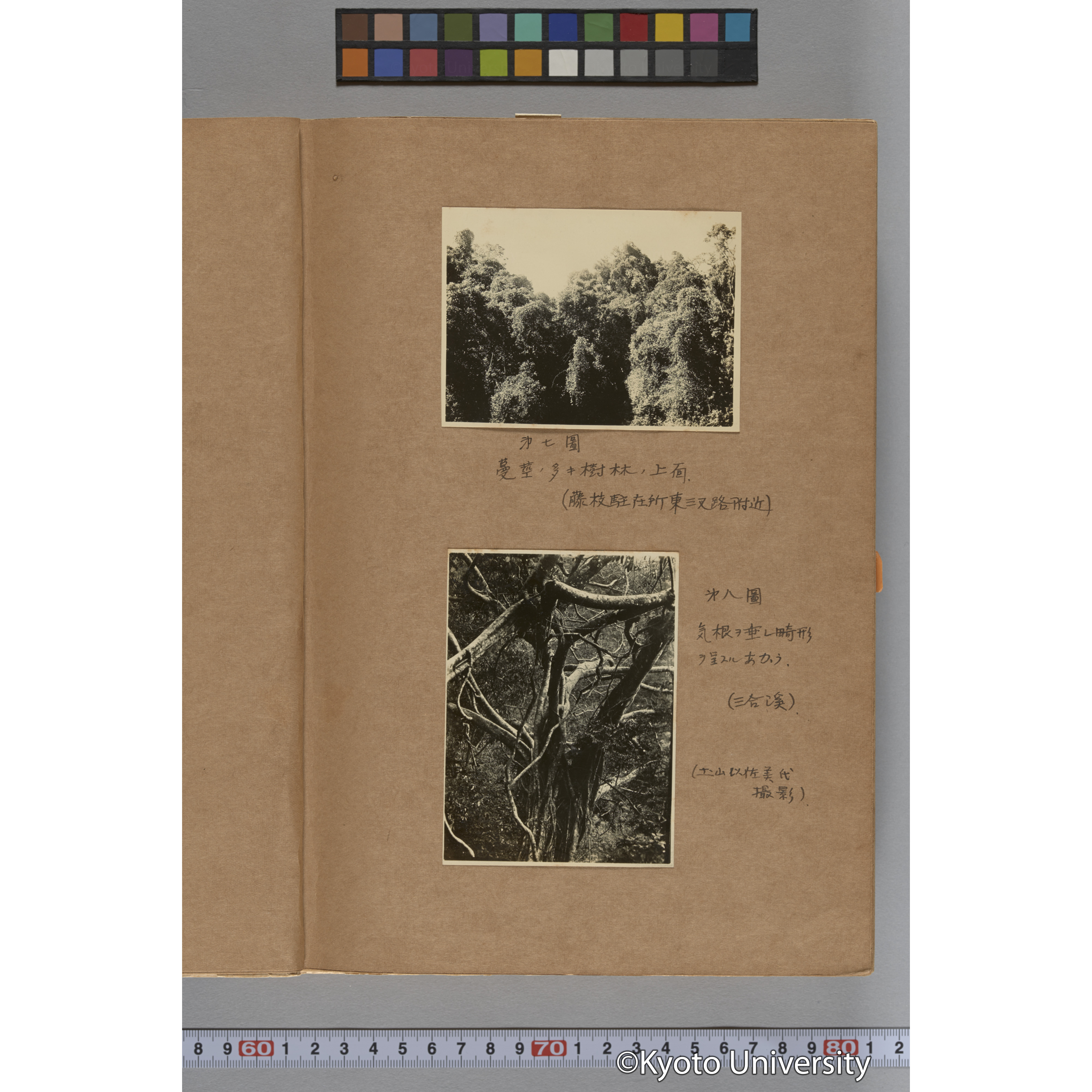 台湾演習林植物調査報告. 第一予報. 1931 植物調査班 (14)