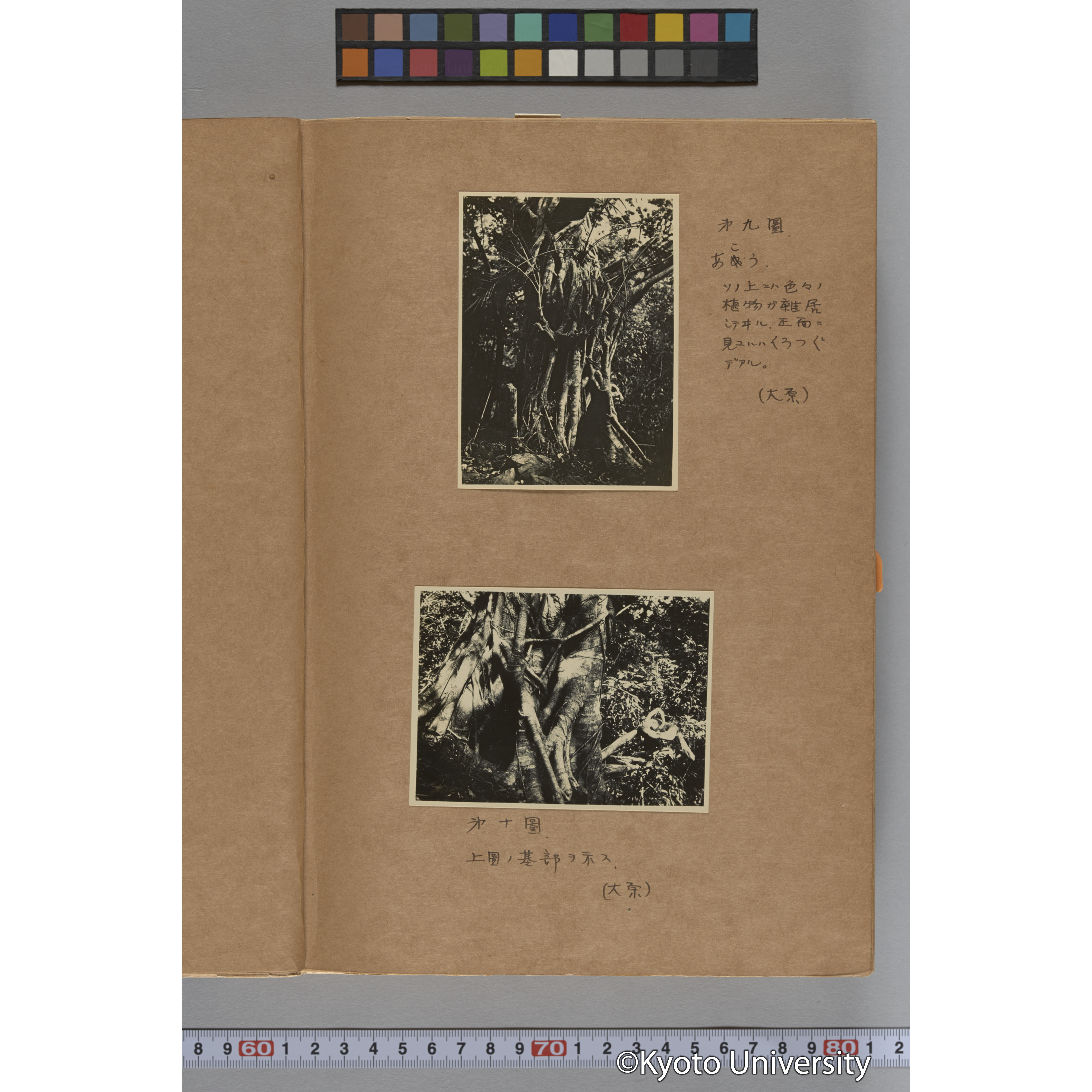 台湾演習林植物調査報告. 第一予報. 1931 植物調査班 (15)