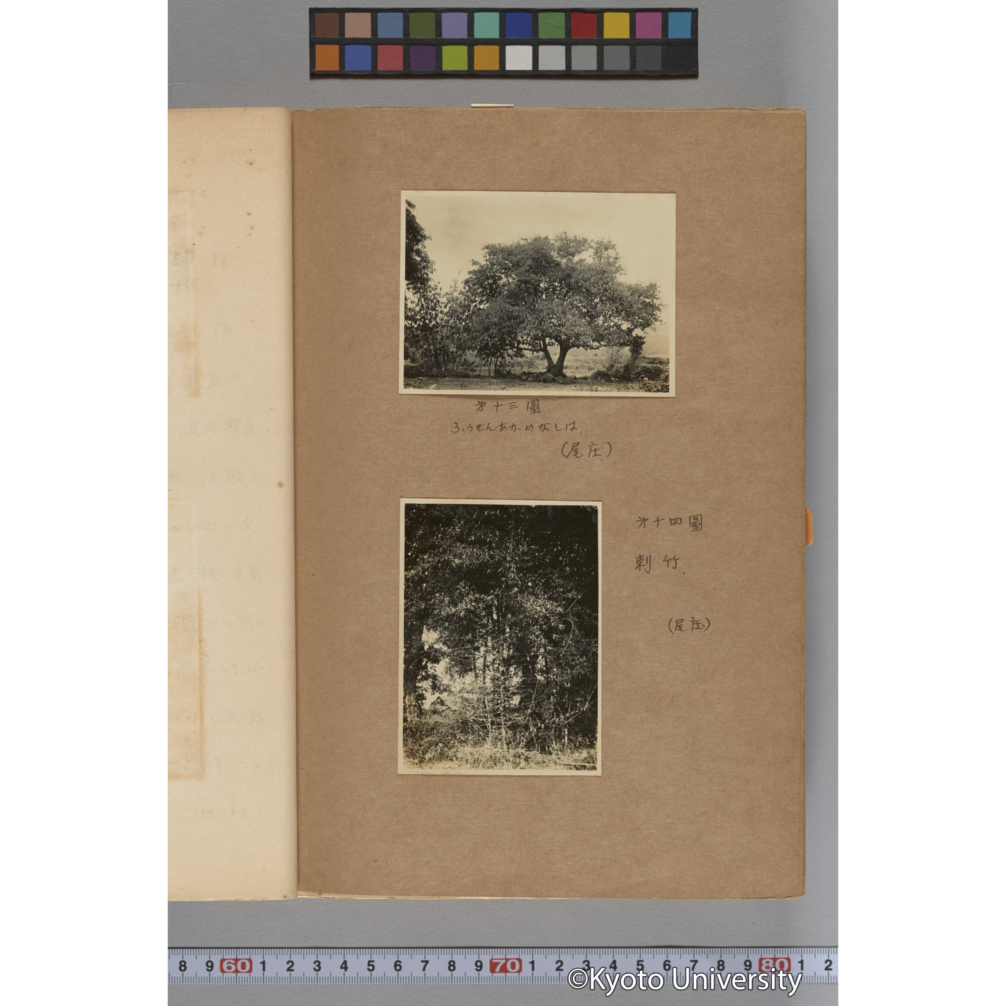 台湾演習林植物調査報告. 第一予報. 1931 植物調査班 (22)