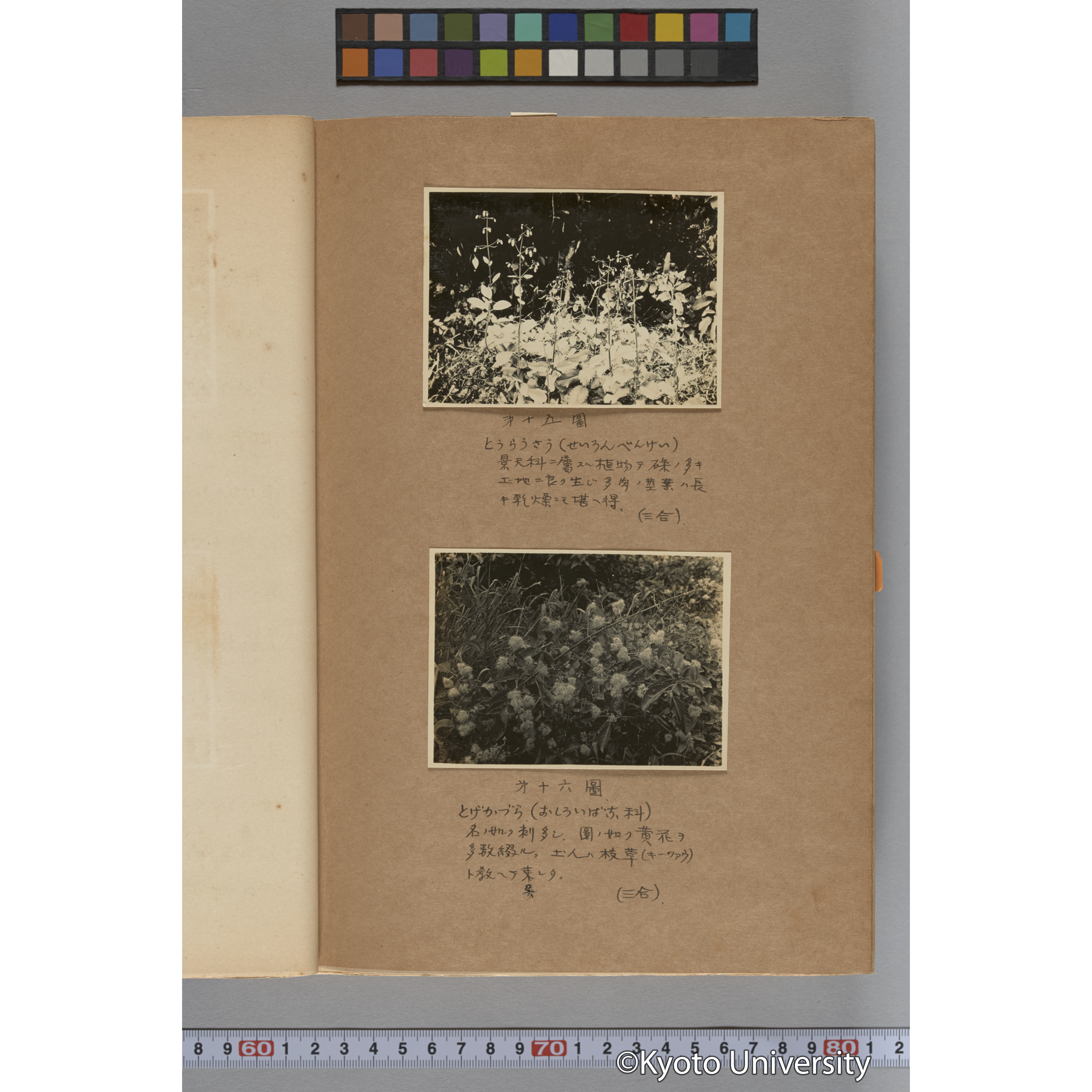 台湾演習林植物調査報告. 第一予報. 1931 植物調査班 (24)