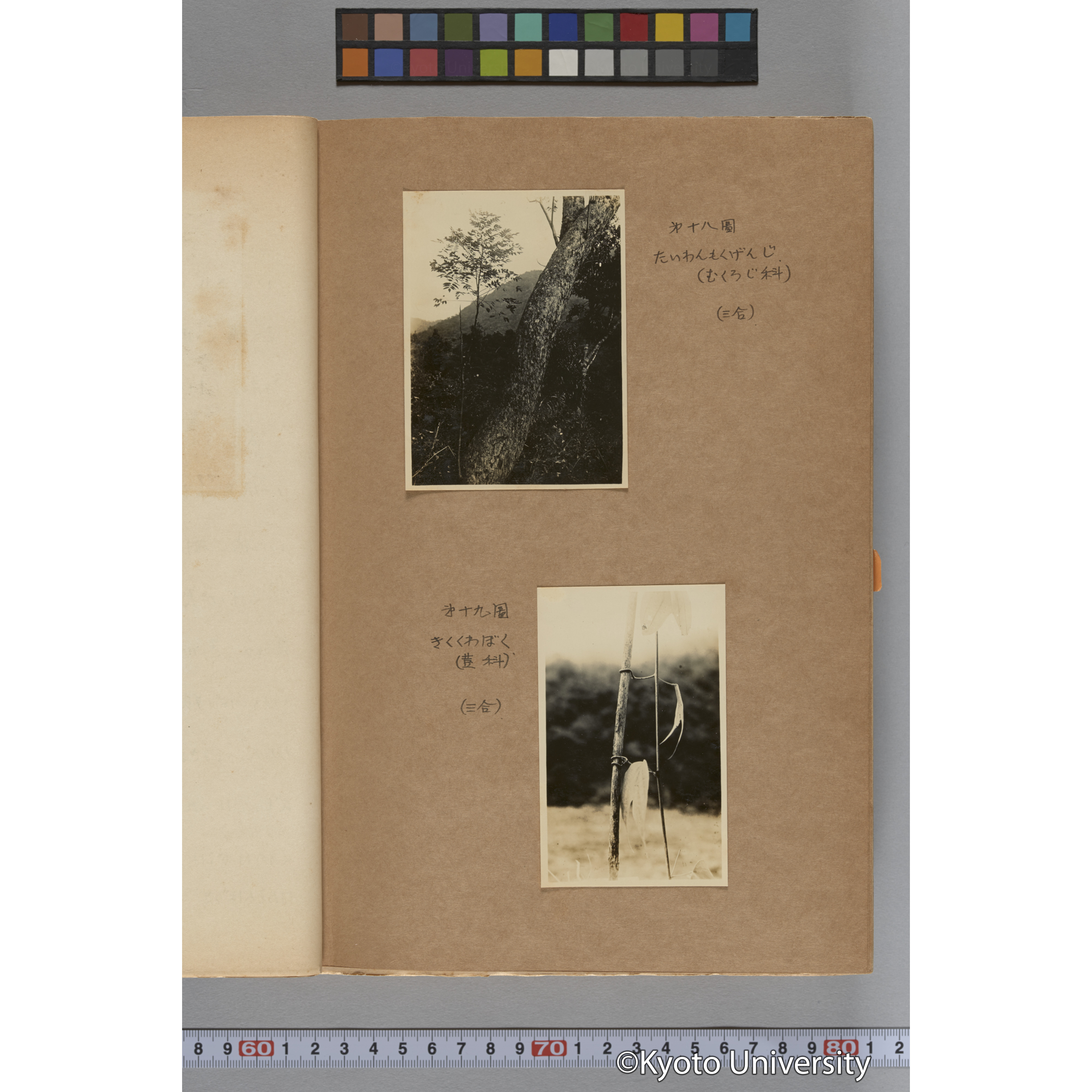 台湾演習林植物調査報告. 第一予報. 1931 植物調査班 (32)