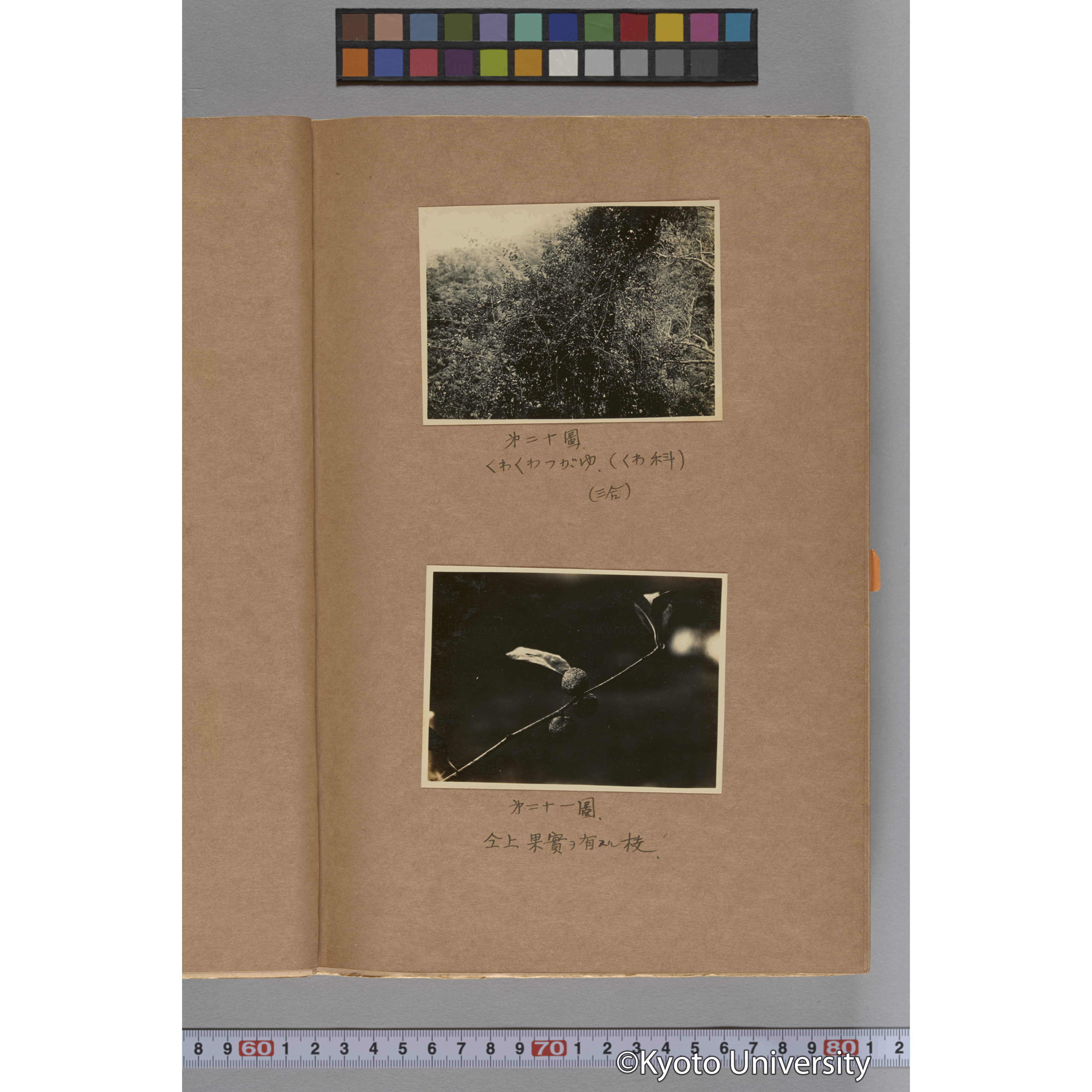 台湾演習林植物調査報告. 第一予報. 1931 植物調査班 (33)