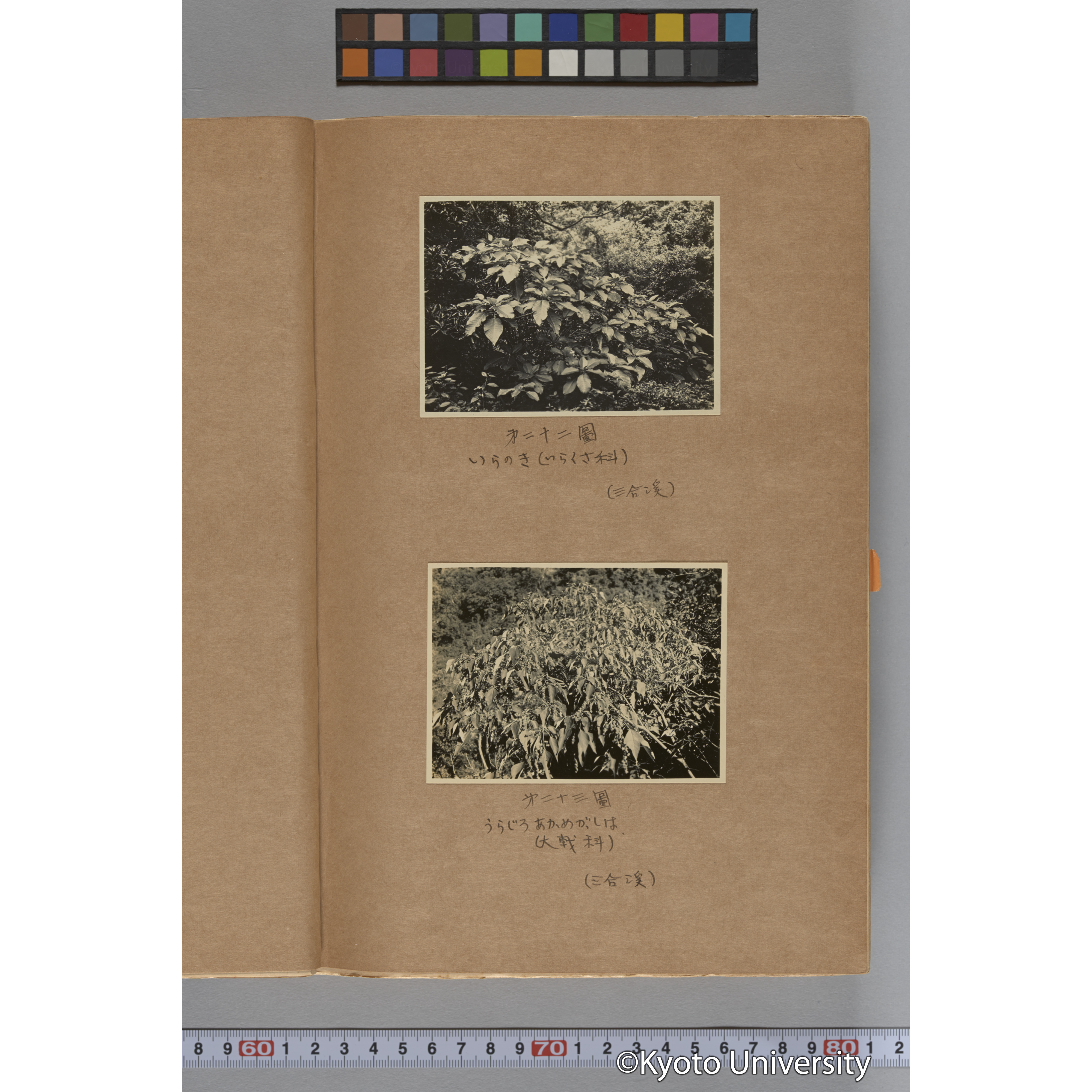 台湾演習林植物調査報告. 第一予報. 1931 植物調査班 (34)