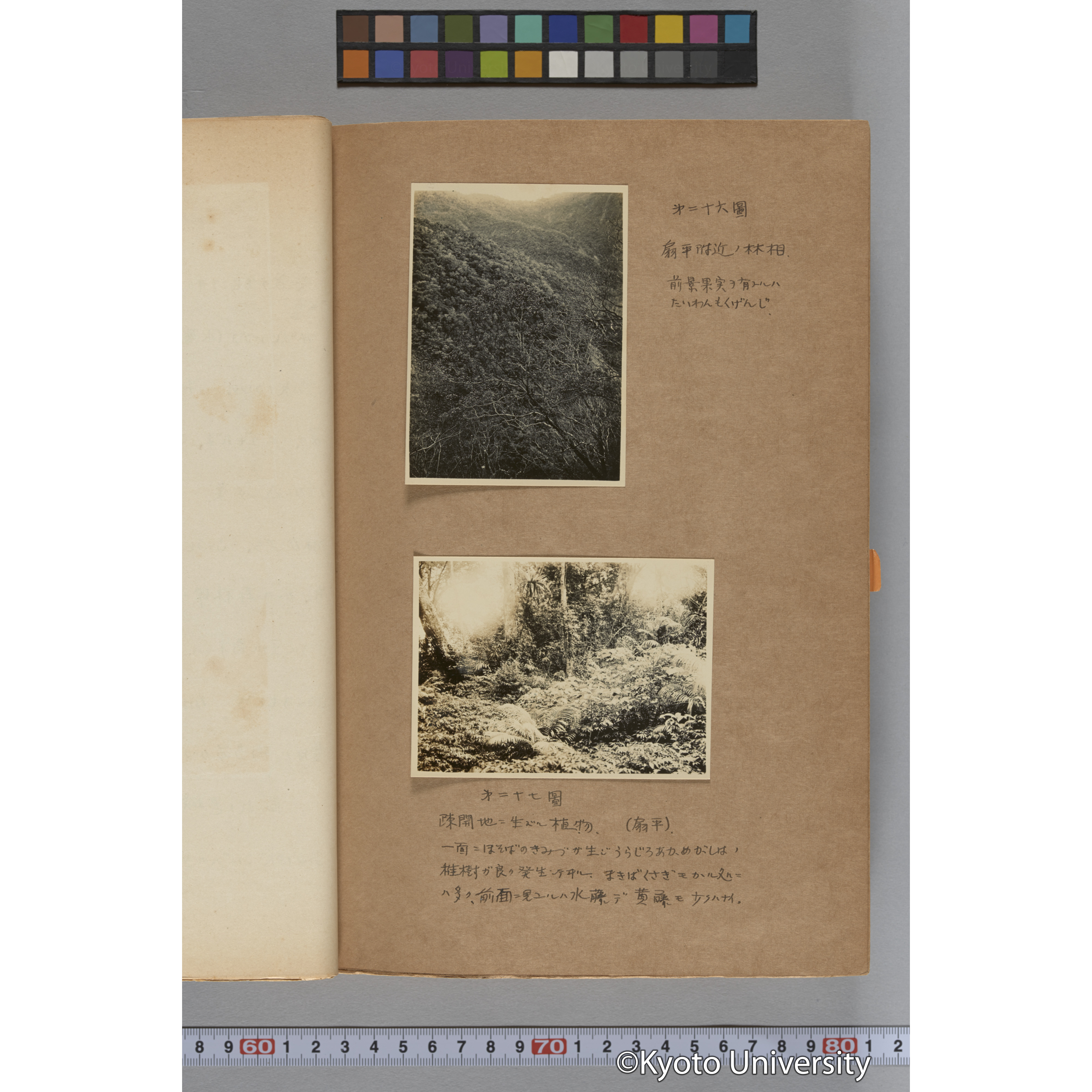 台湾演習林植物調査報告. 第一予報. 1931 植物調査班 (48)