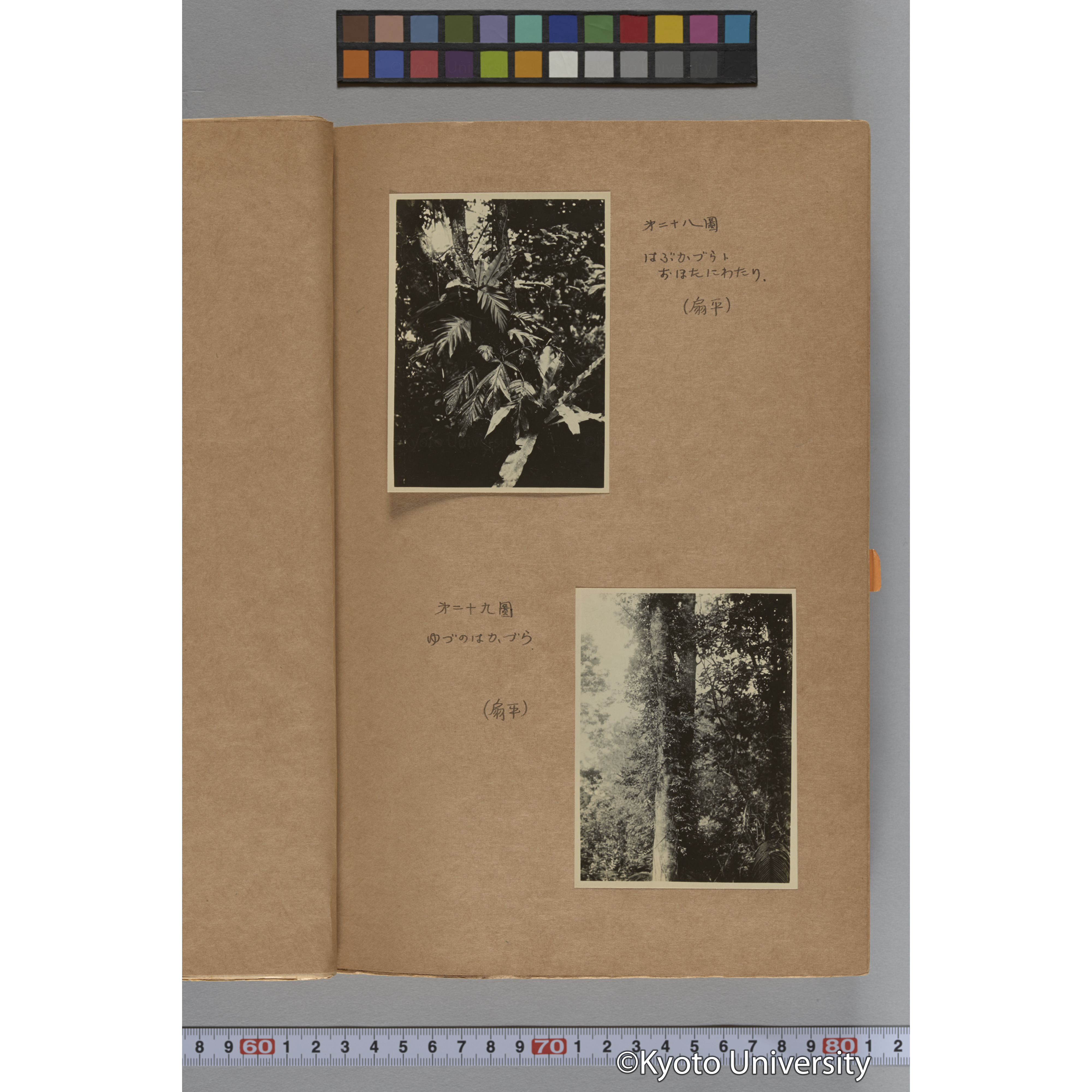 台湾演習林植物調査報告. 第一予報. 1931 植物調査班 (49)