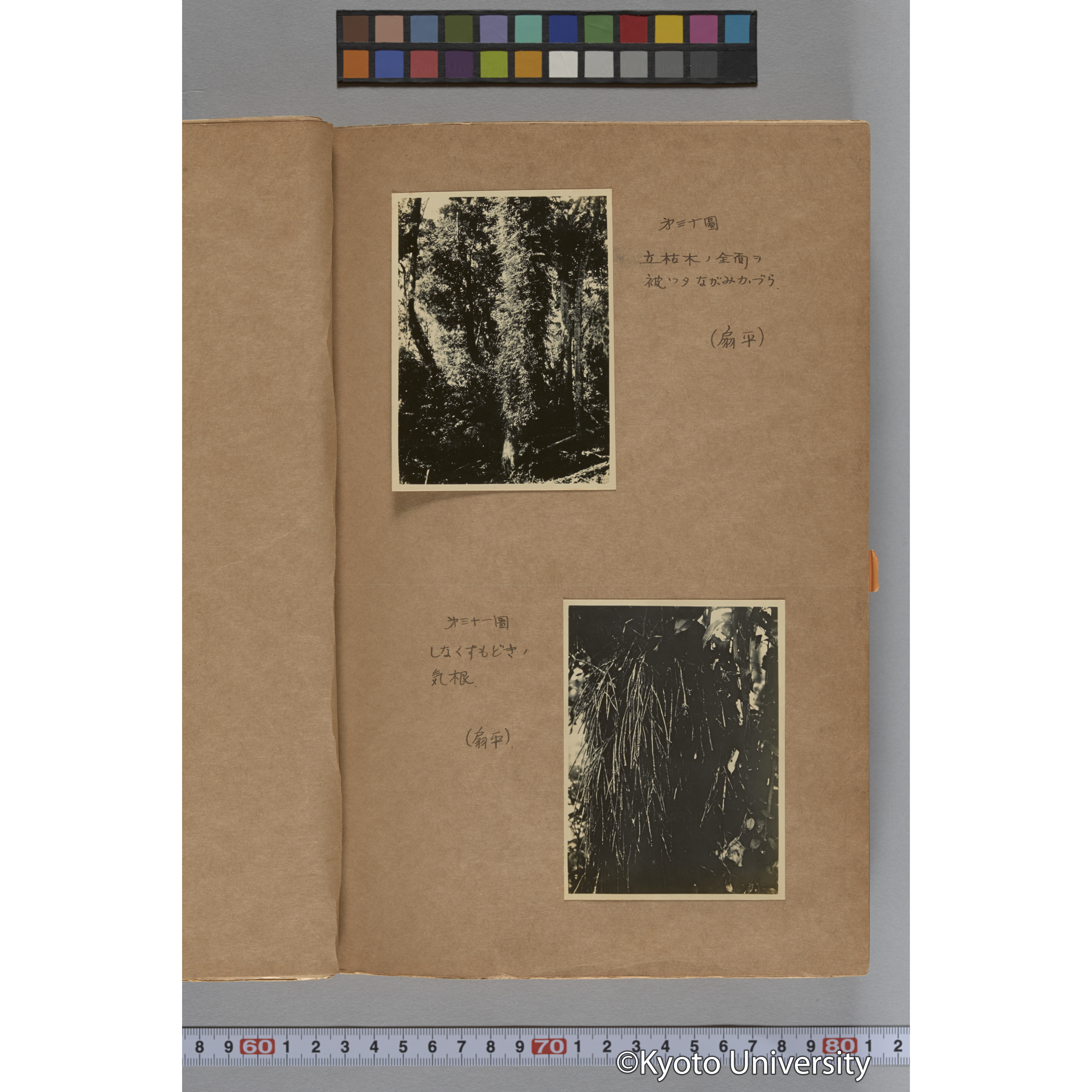 台湾演習林植物調査報告. 第一予報. 1931 植物調査班 (50)