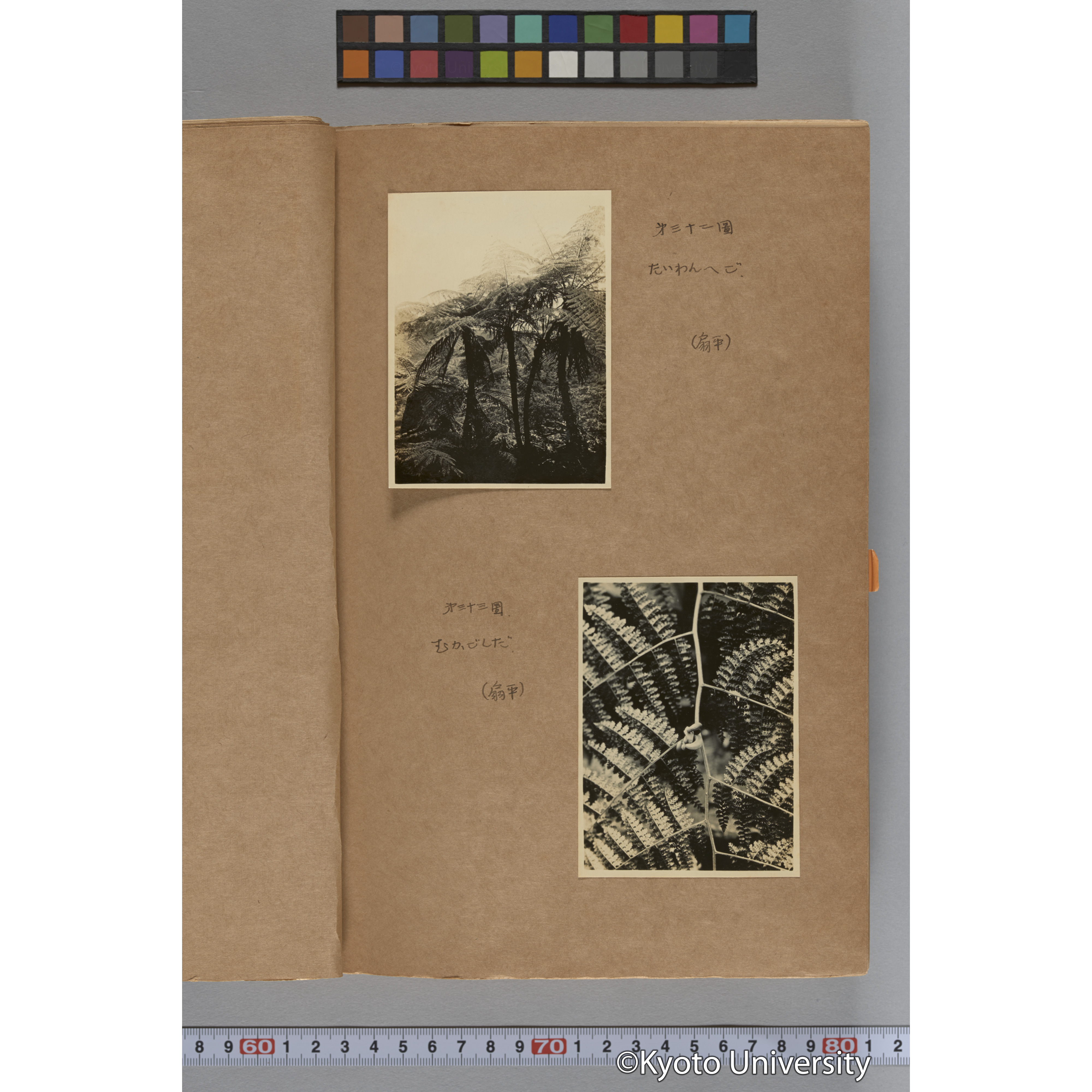 台湾演習林植物調査報告. 第一予報. 1931 植物調査班 (51)