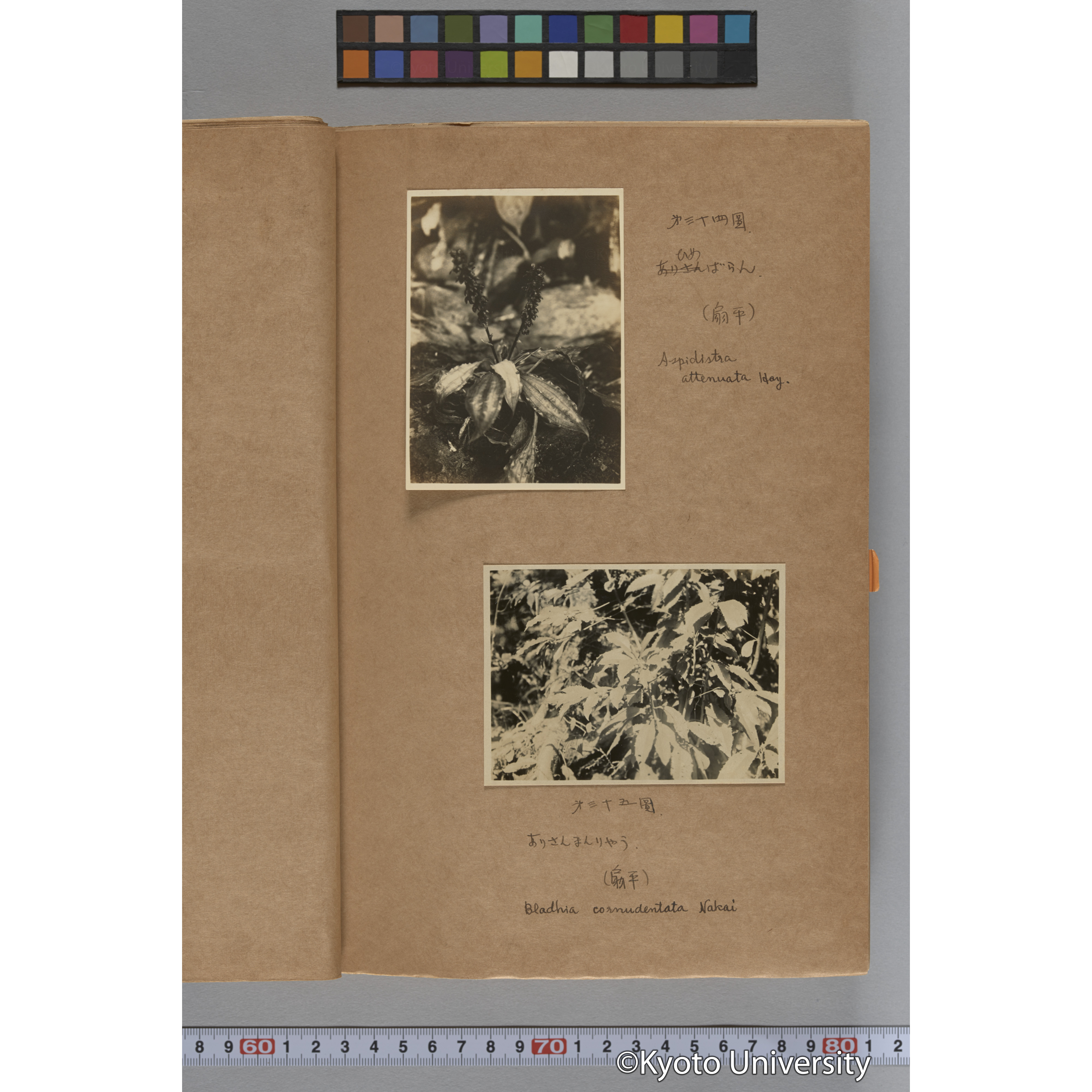 台湾演習林植物調査報告. 第一予報. 1931 植物調査班 (52)