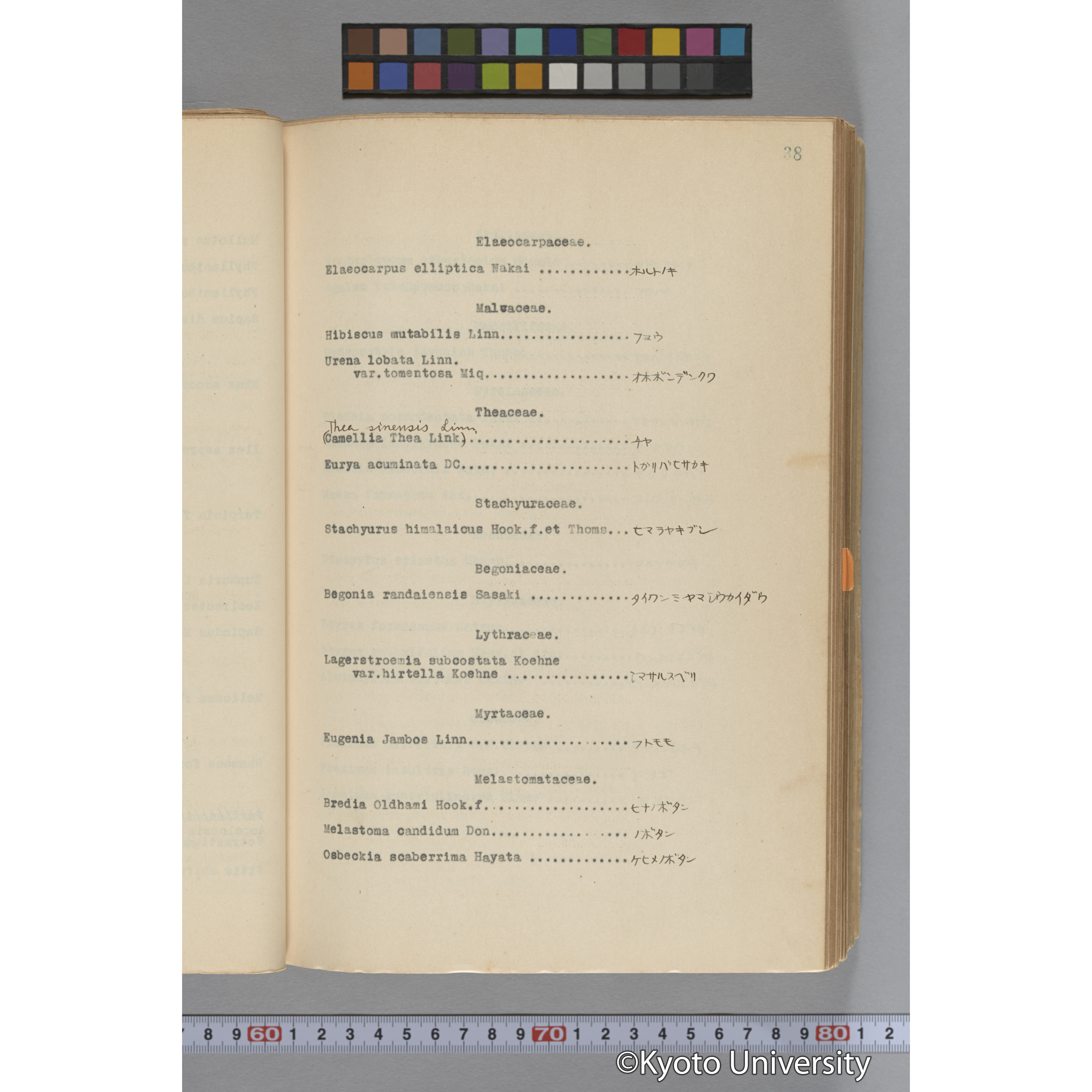 台湾演習林植物調査報告. 第一予報. 1931 植物調査班 (62)