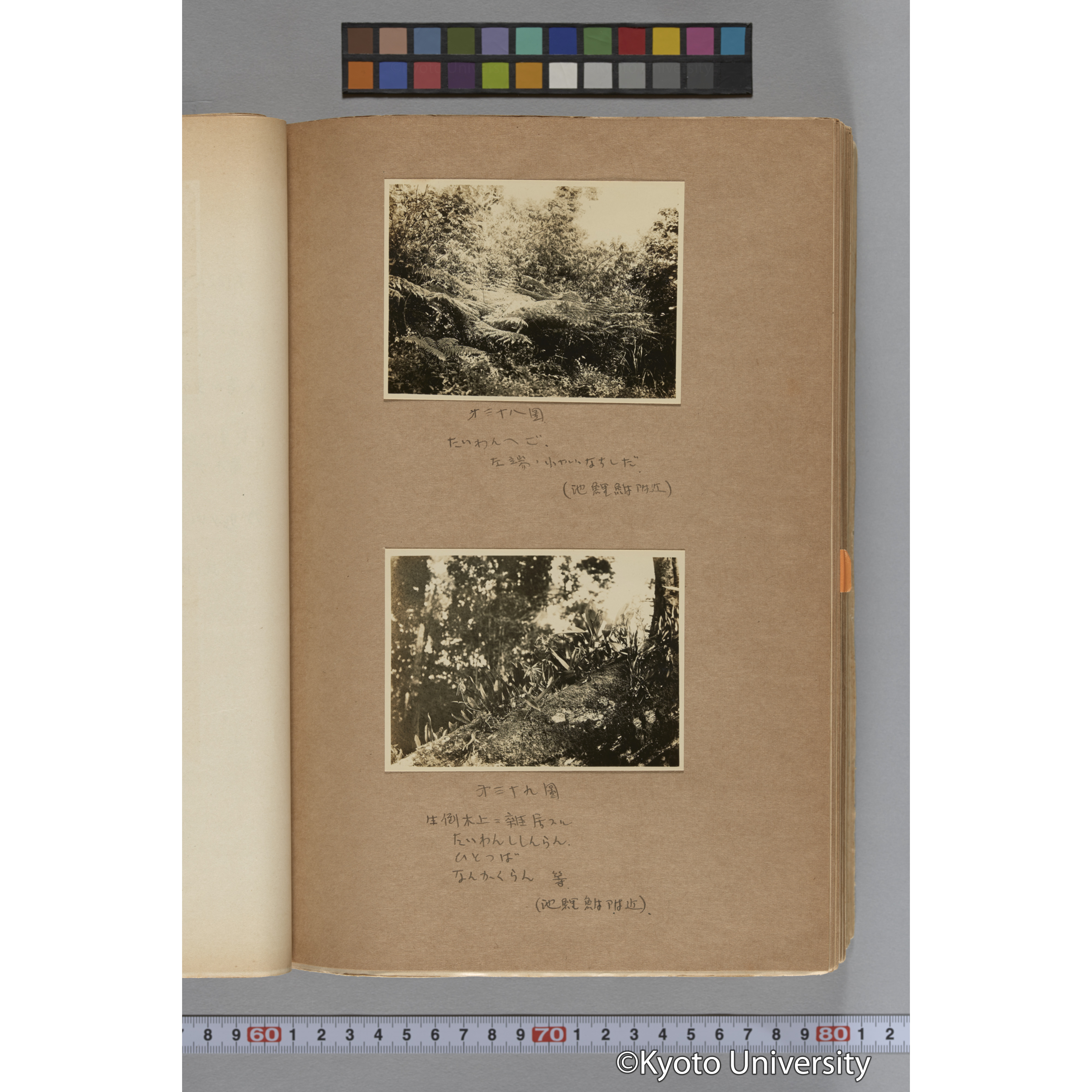 台湾演習林植物調査報告. 第一予報. 1931 植物調査班 (78)