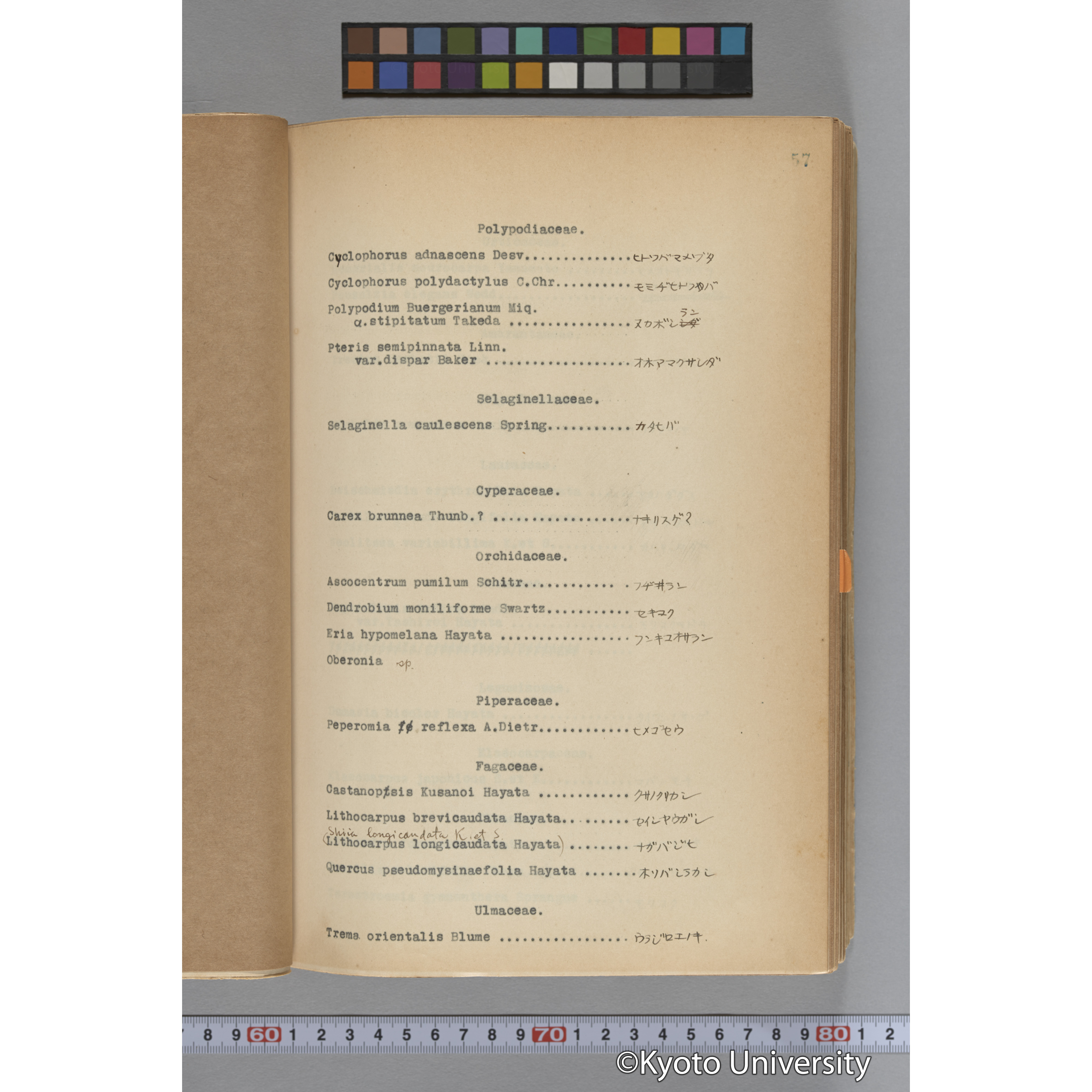 台湾演習林植物調査報告. 第一予報. 1931 植物調査班 (84)