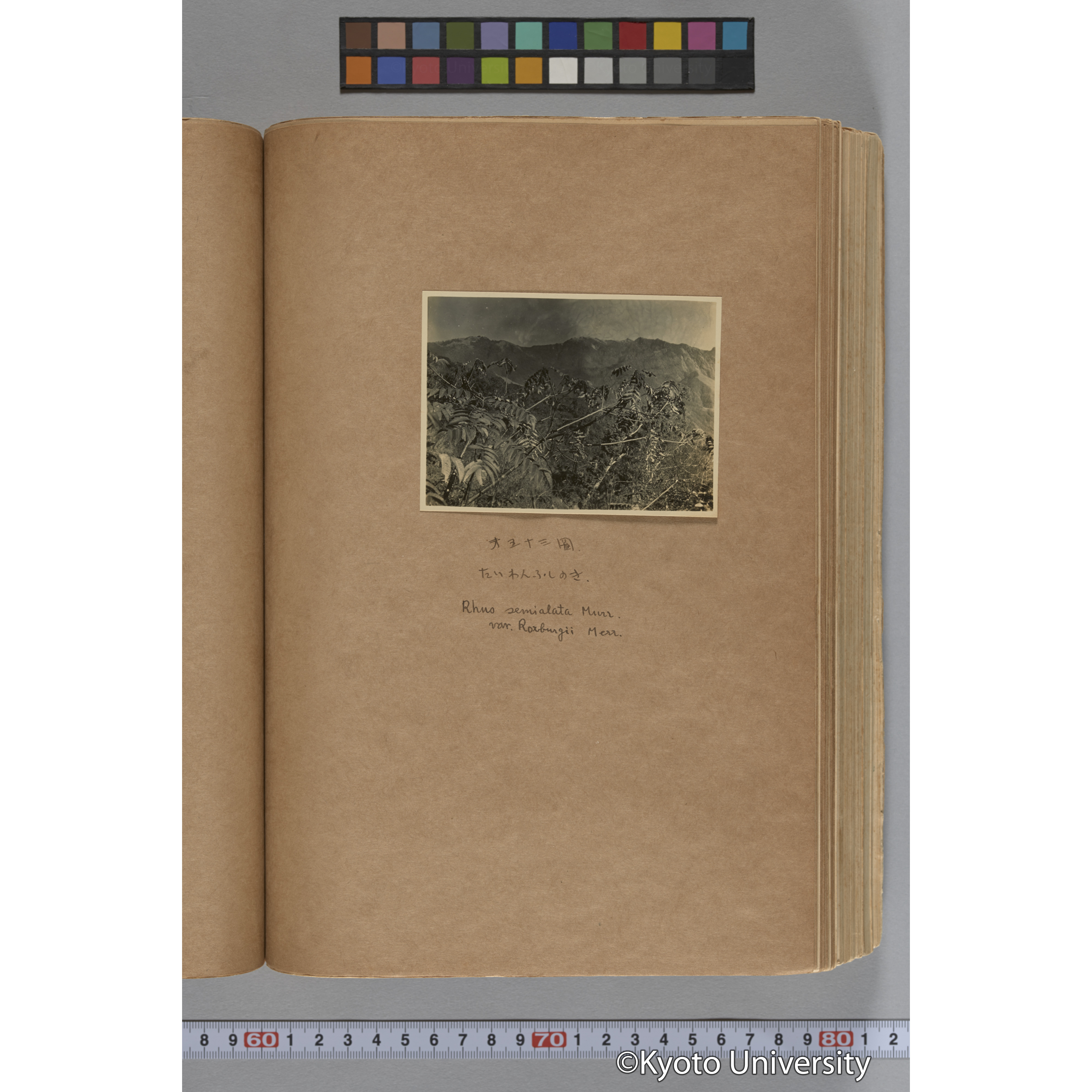 台湾演習林植物調査報告. 第一予報. 1931 植物調査班 (94)