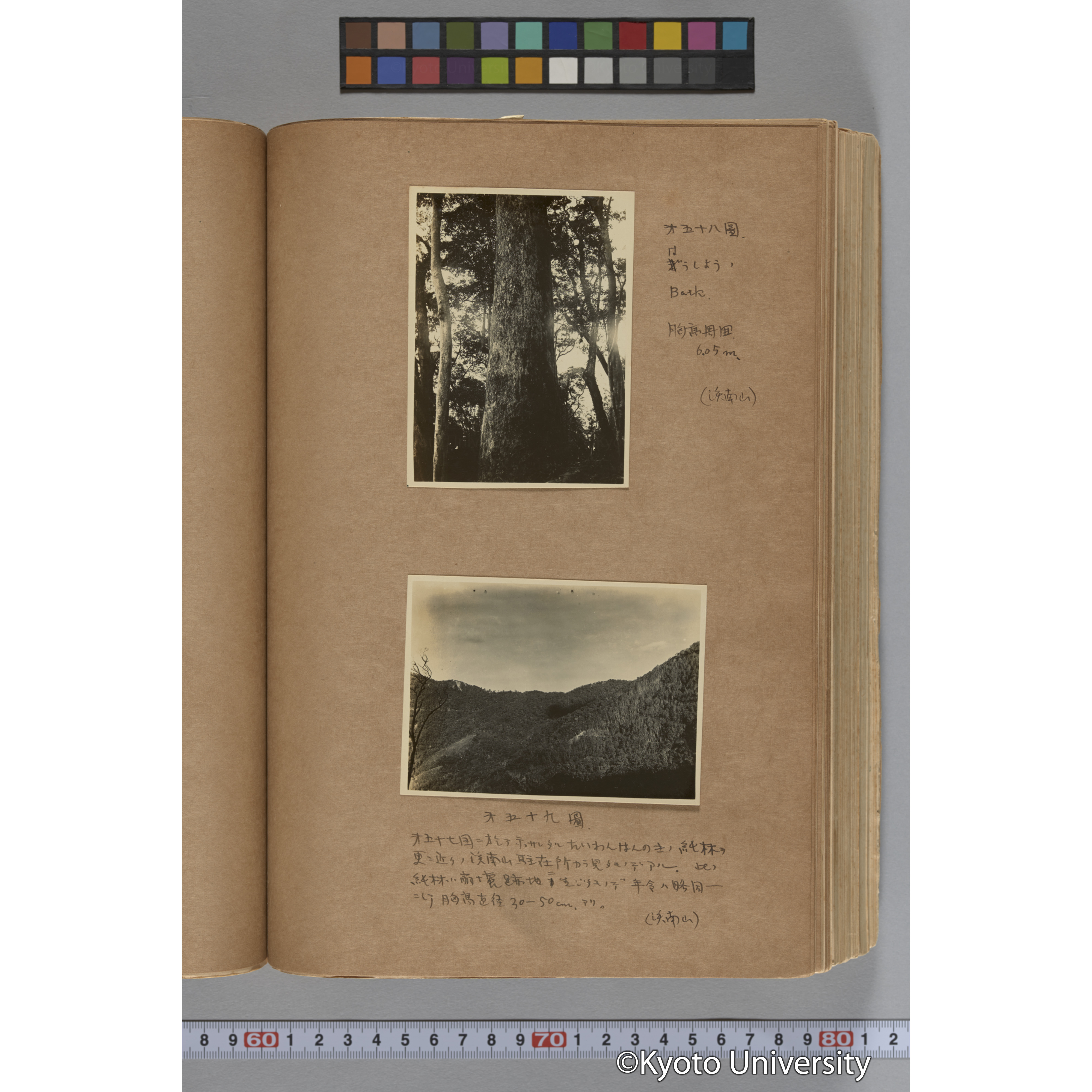 台湾演習林植物調査報告. 第一予報. 1931 植物調査班 (104)