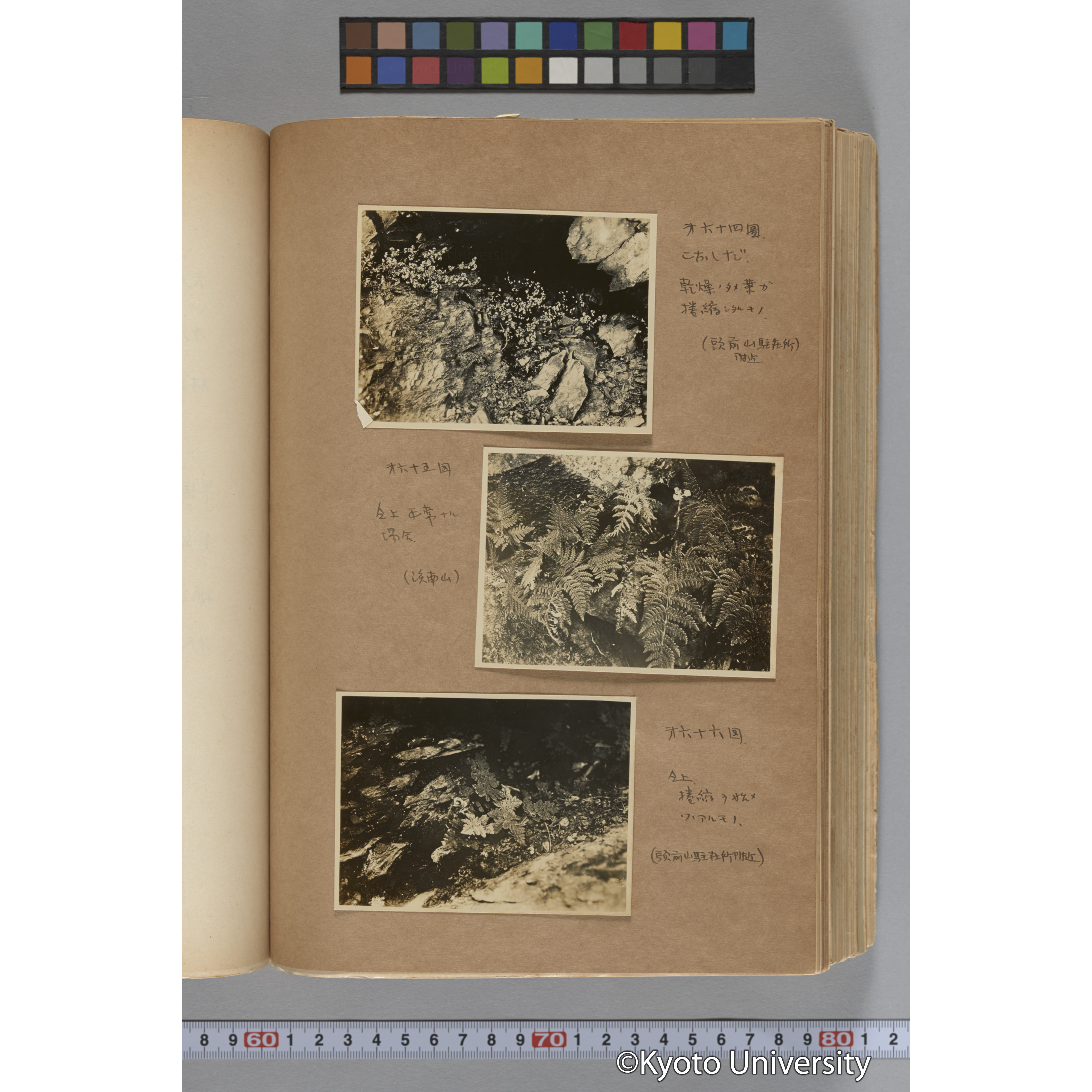 台湾演習林植物調査報告. 第一予報. 1931 植物調査班 (109)