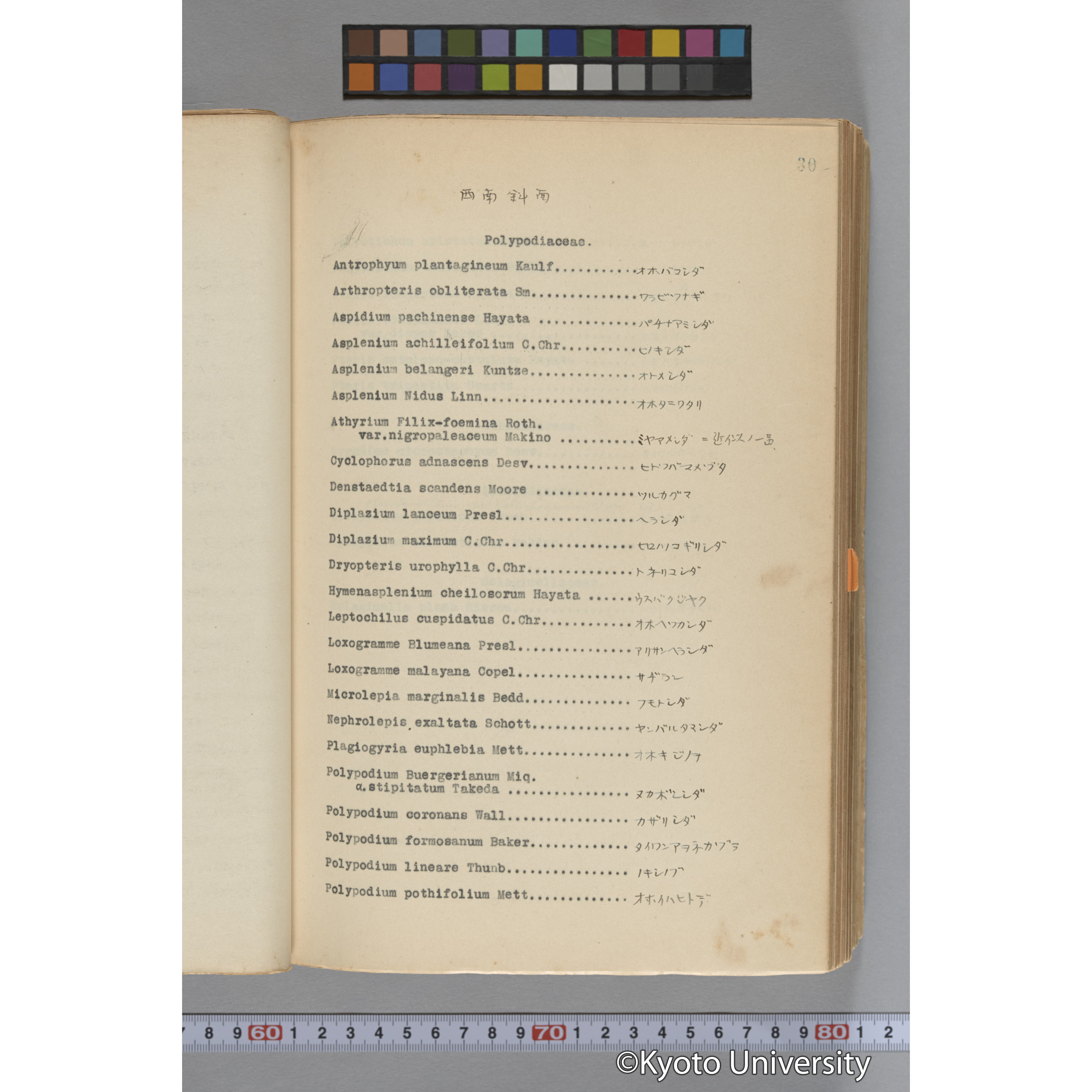 台湾演習林植物調査報告. 第一予報. 1931 植物調査班 (111)